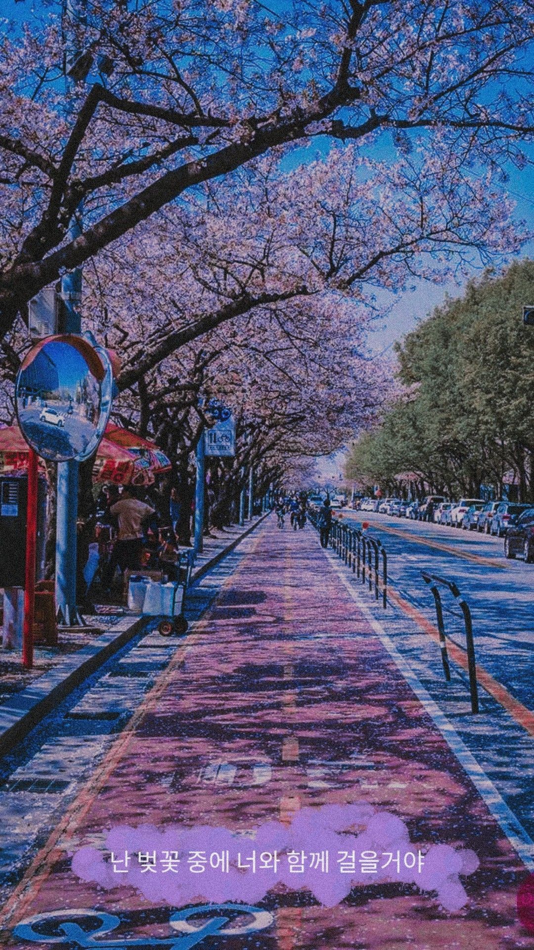 Wallpaper bunga sakura, Korea. Fotografi alam, Pemandangan, Pemandangan kota