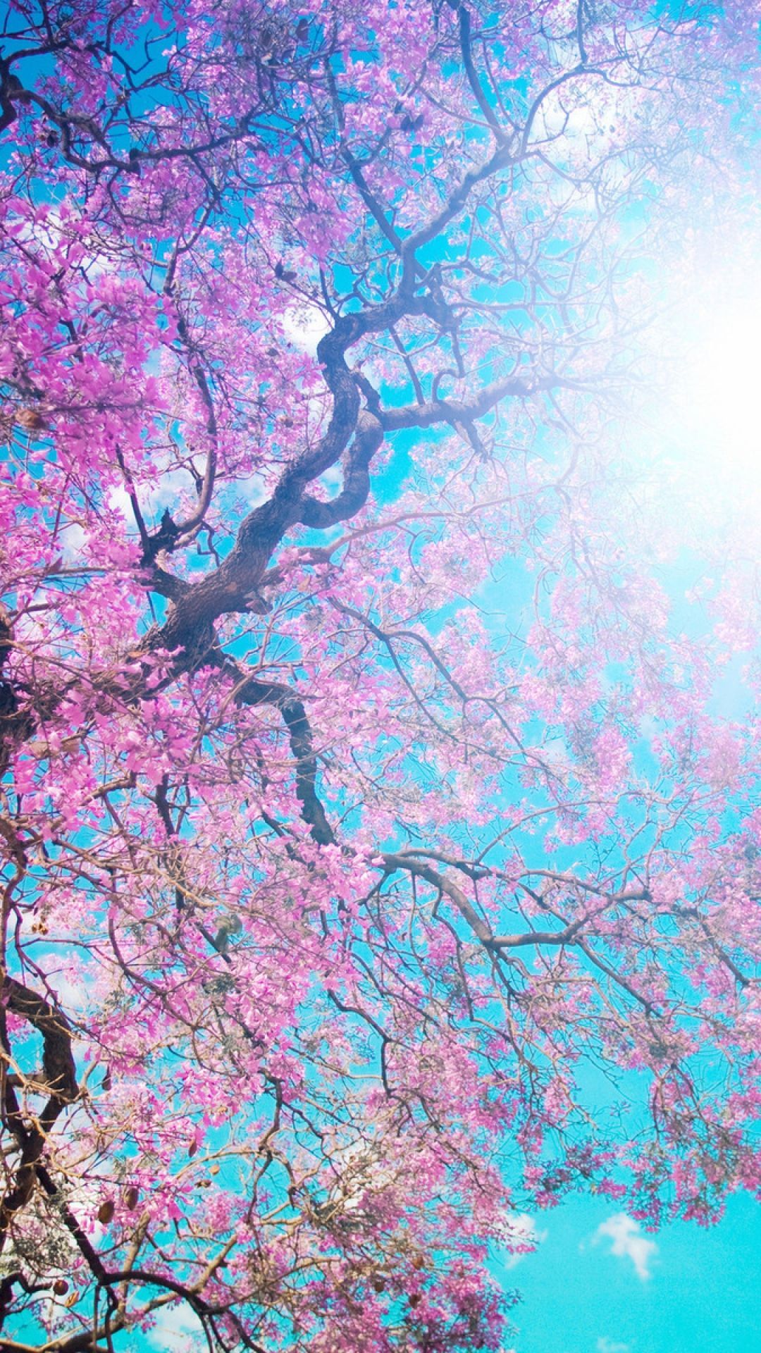 Turquoise Cherry Blossoms Wallpaper