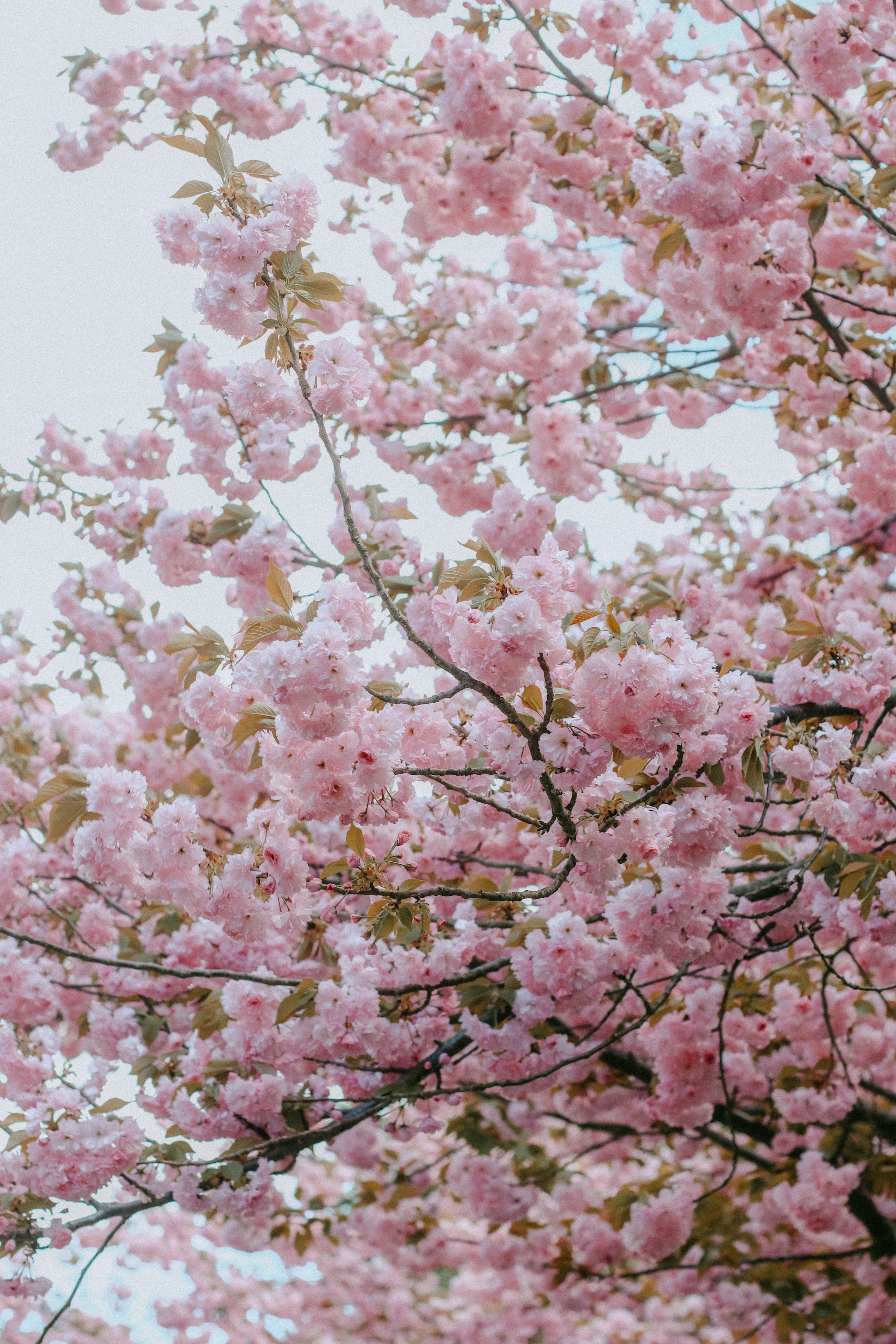 Best Cherry Blossom Wallpaper Photo · 100% Free Downloads