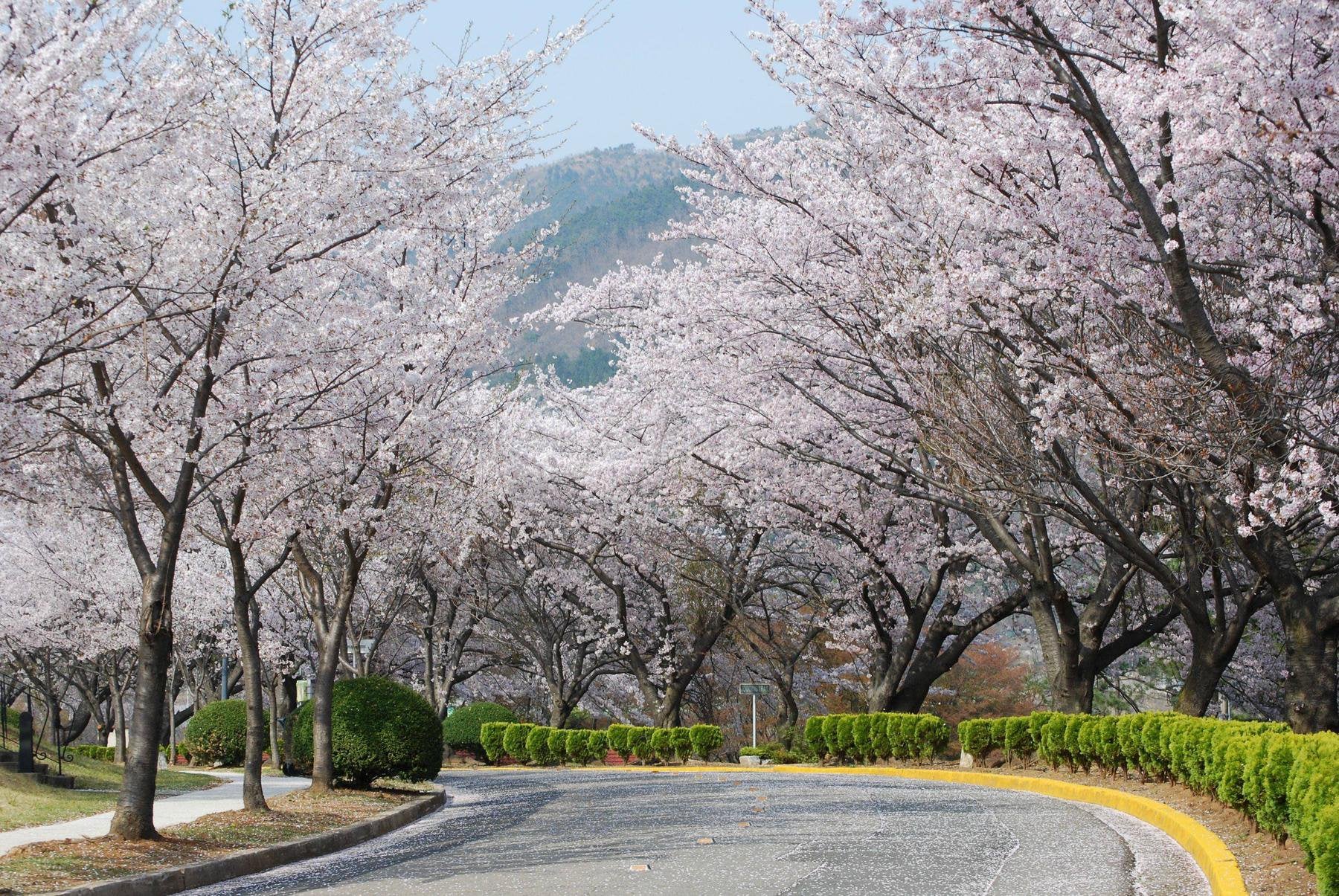 Korean Cherry Blossoms Wallpapers Wallpaper Cave