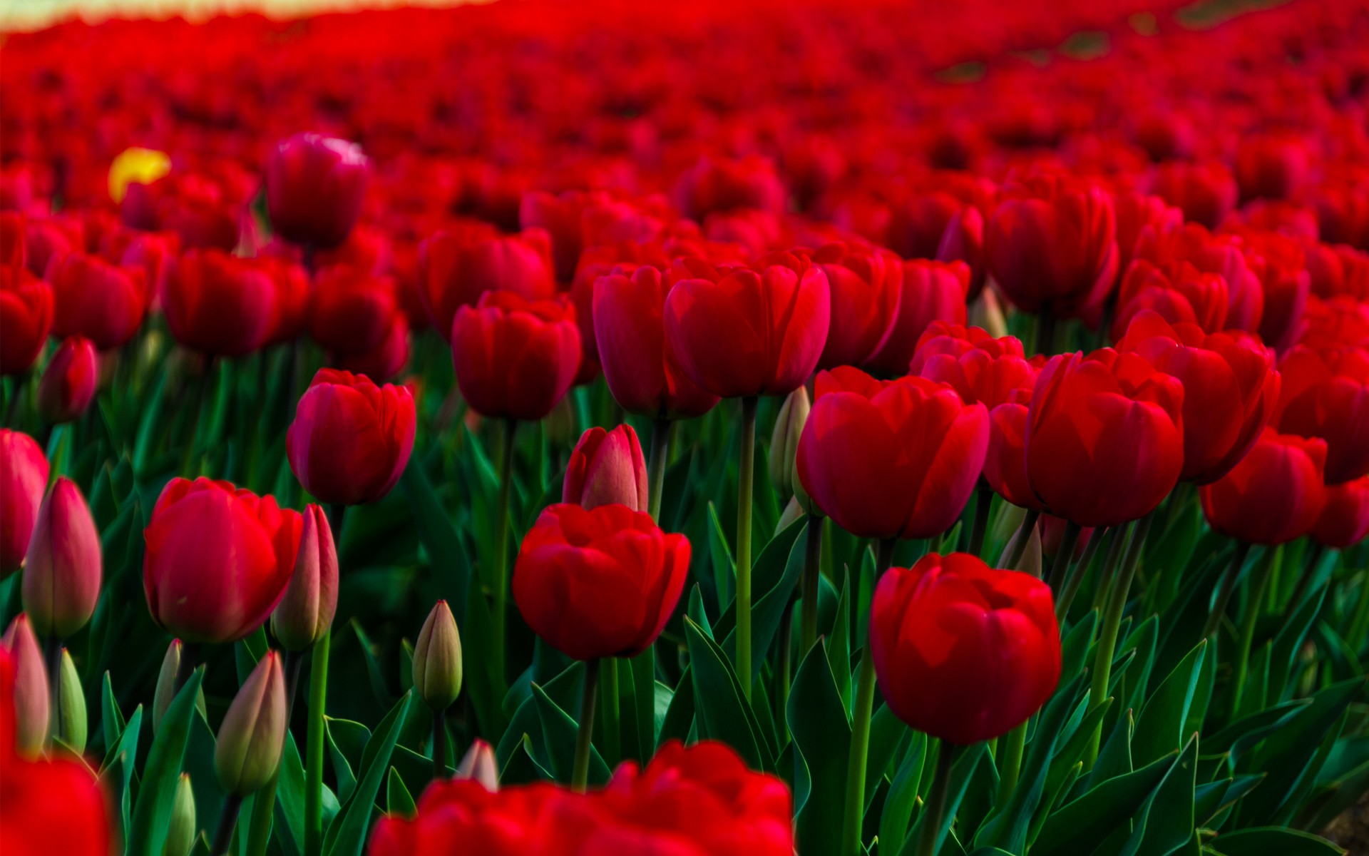 Wallpaper Red Tulips Field During Daytime, Background Free Image