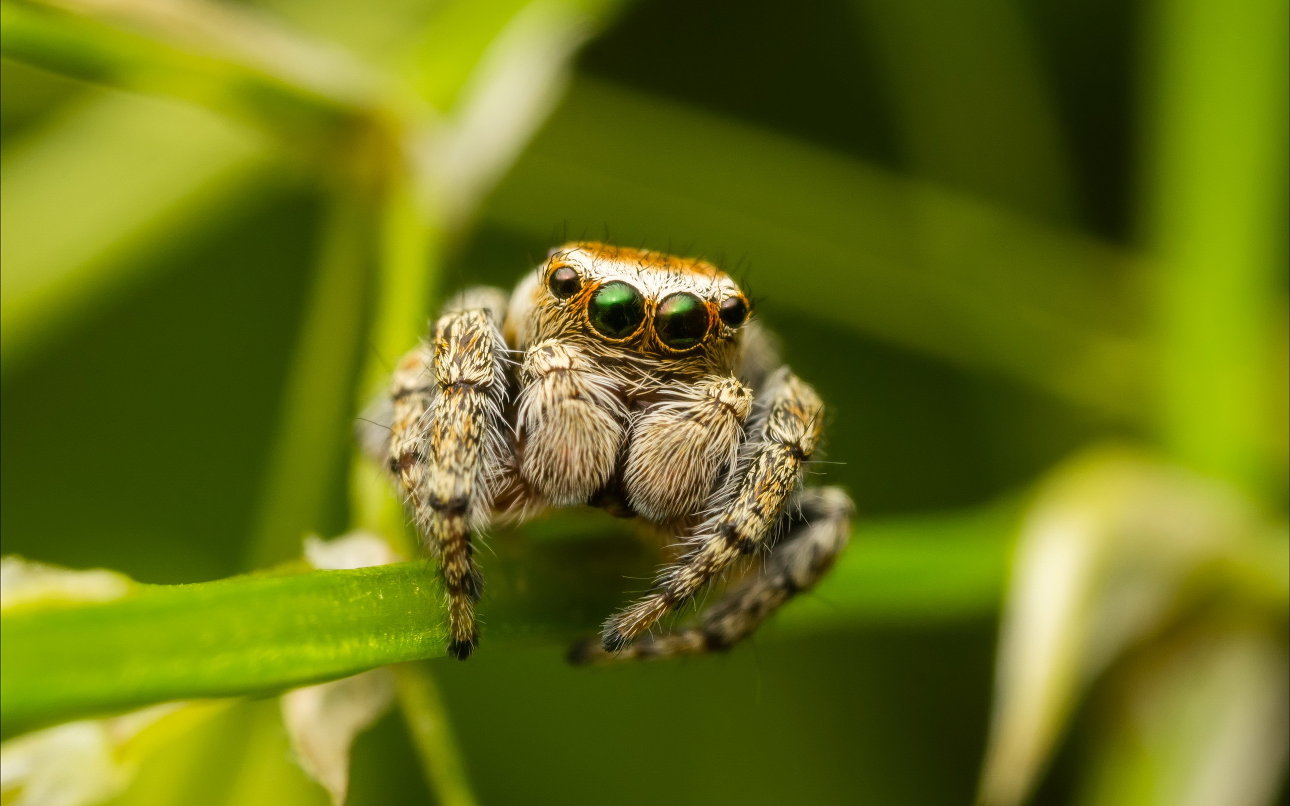 Photo Jumping spider Insects Spiders animal Closeup 2560x1600