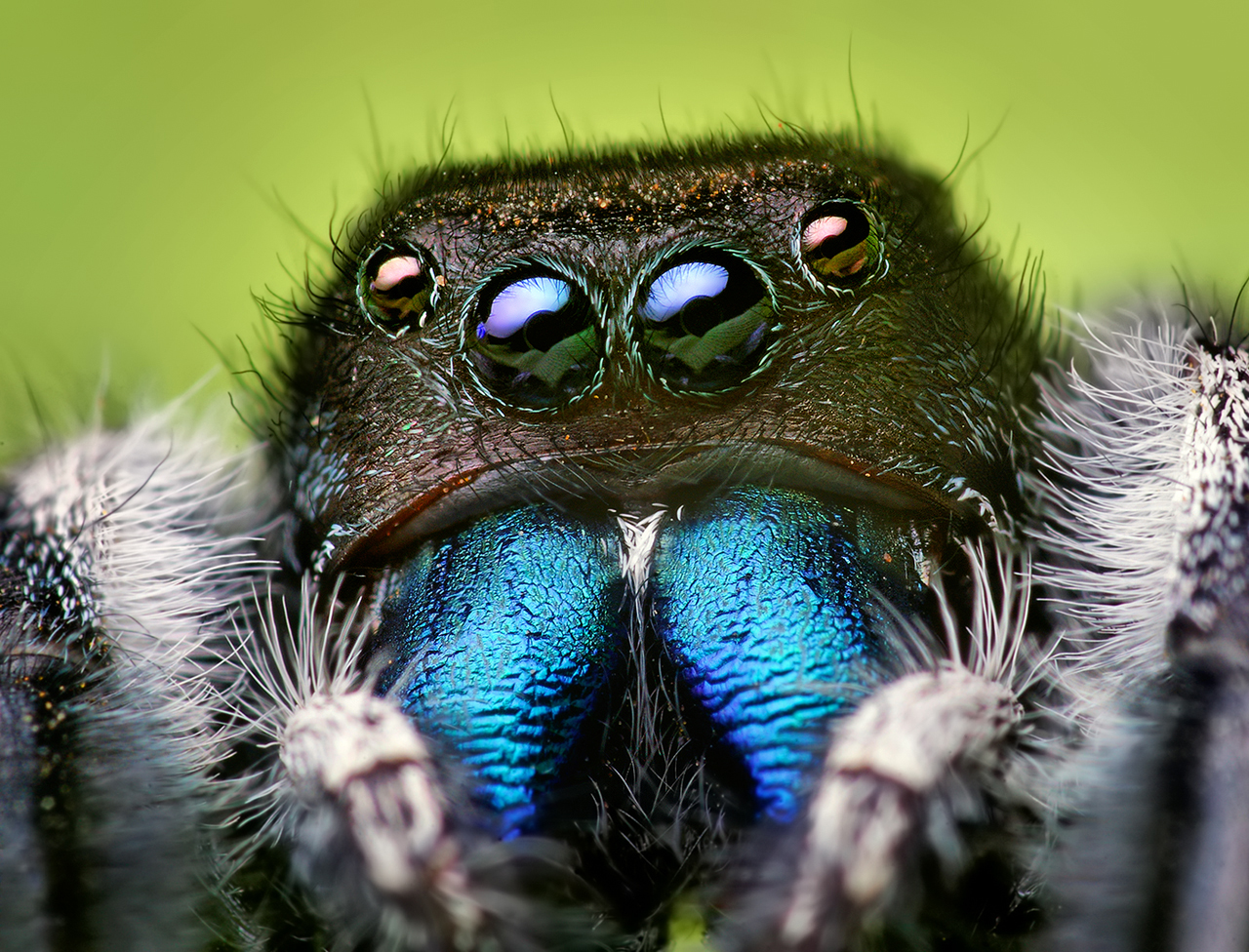 Jumping Spider wallpapers, Animal, HQ Jumping Spider pictures