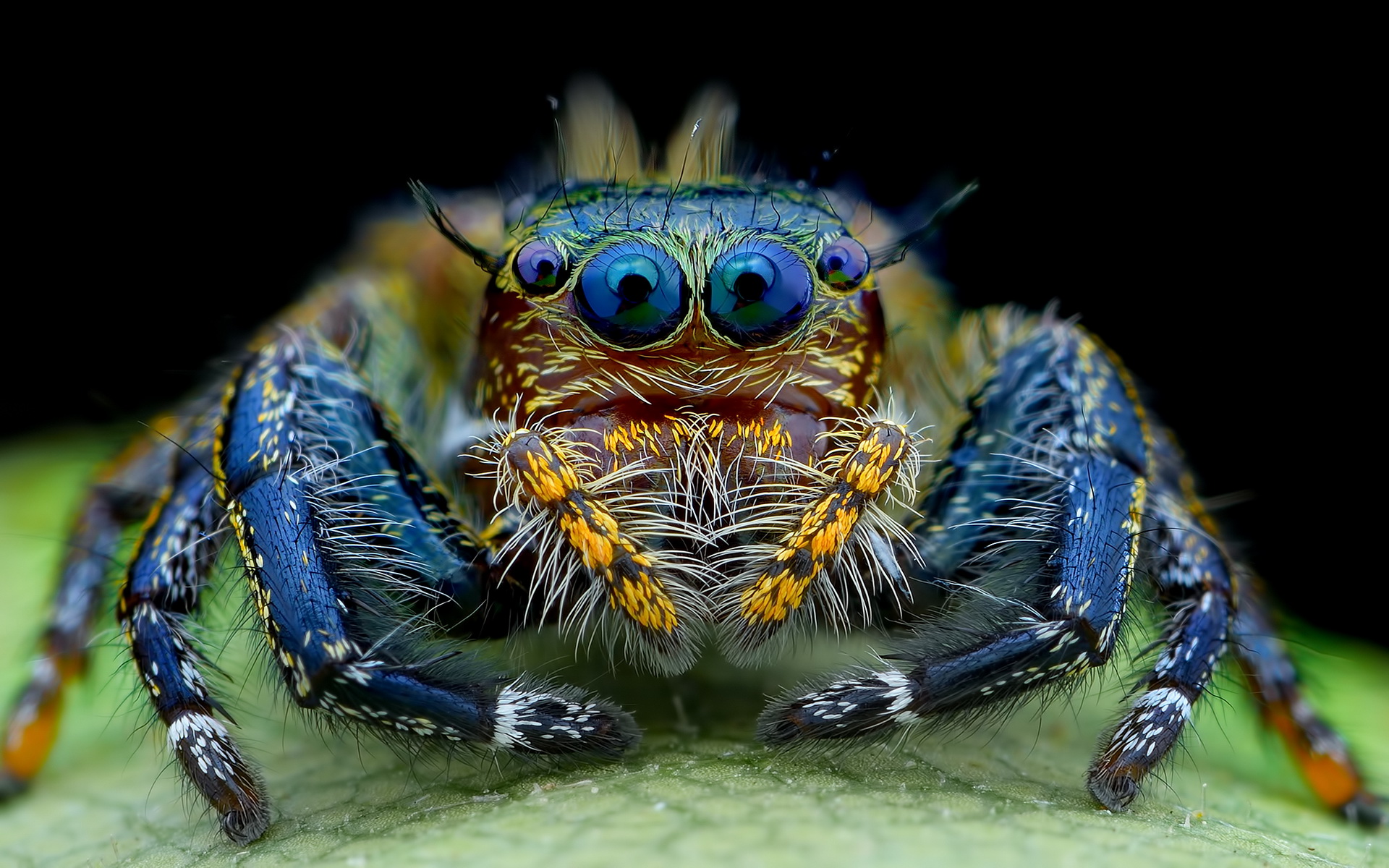 90+ Jumping Spider Wallpapers