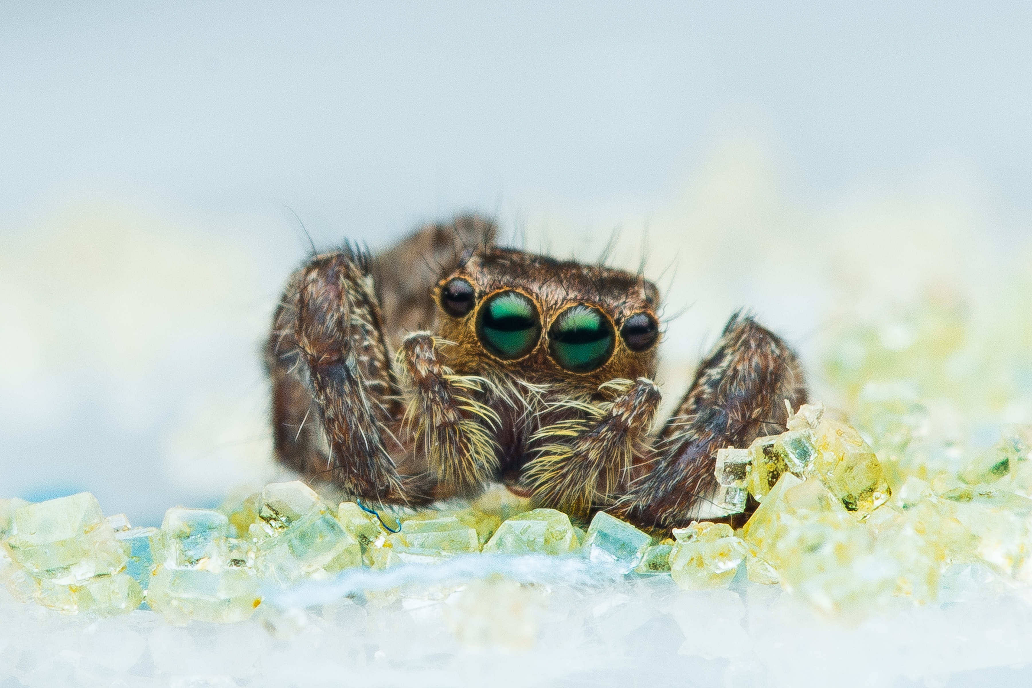 5,000+ Best Jumping Spider Photos · 100% Free Download · Pexels Stock Photos