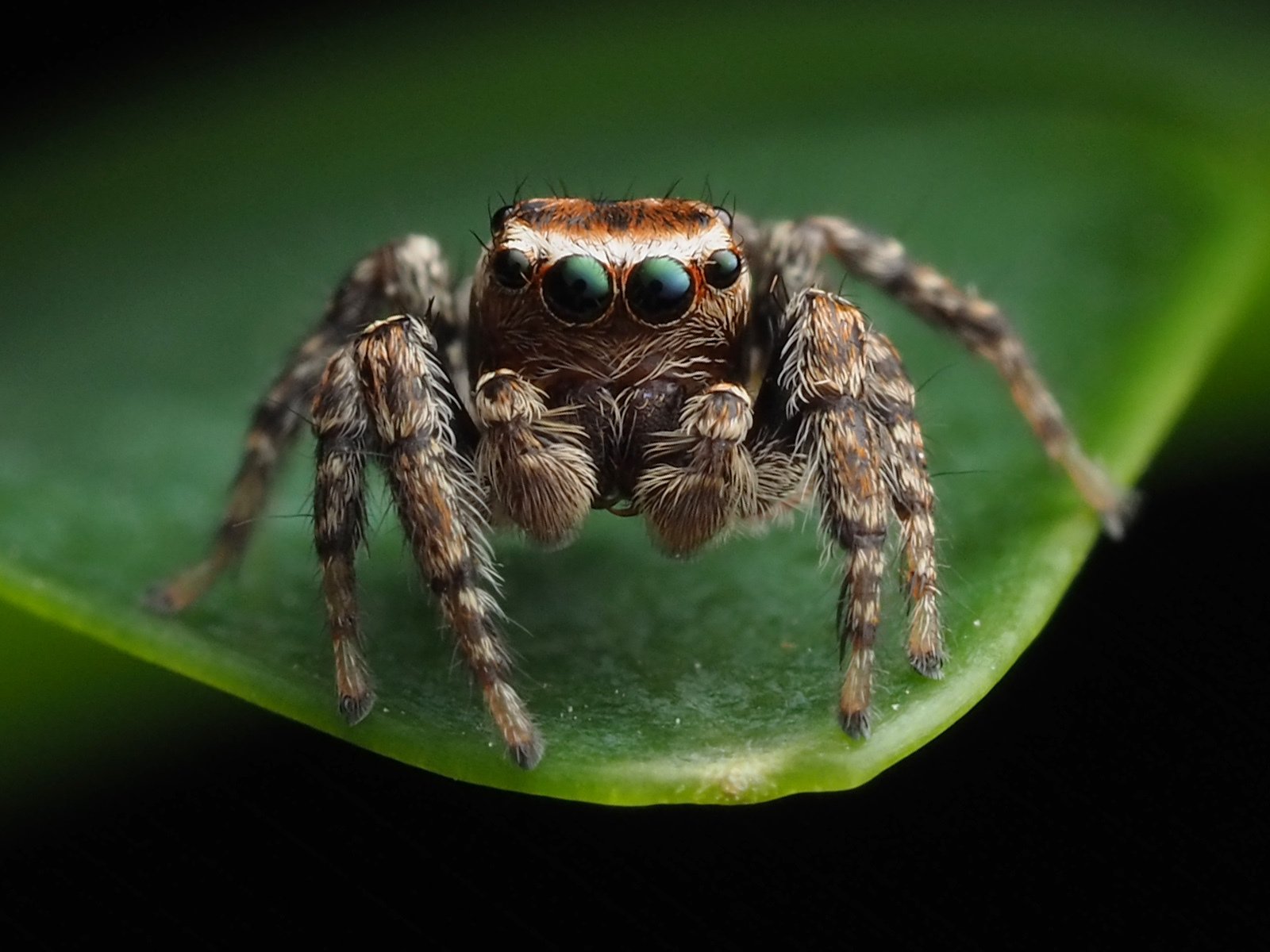 Photos of Hoy&Jumping Spider