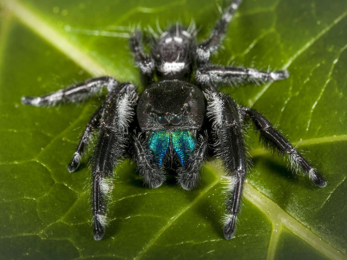 Jumping Spiders Pest Profile: Pictures & Information