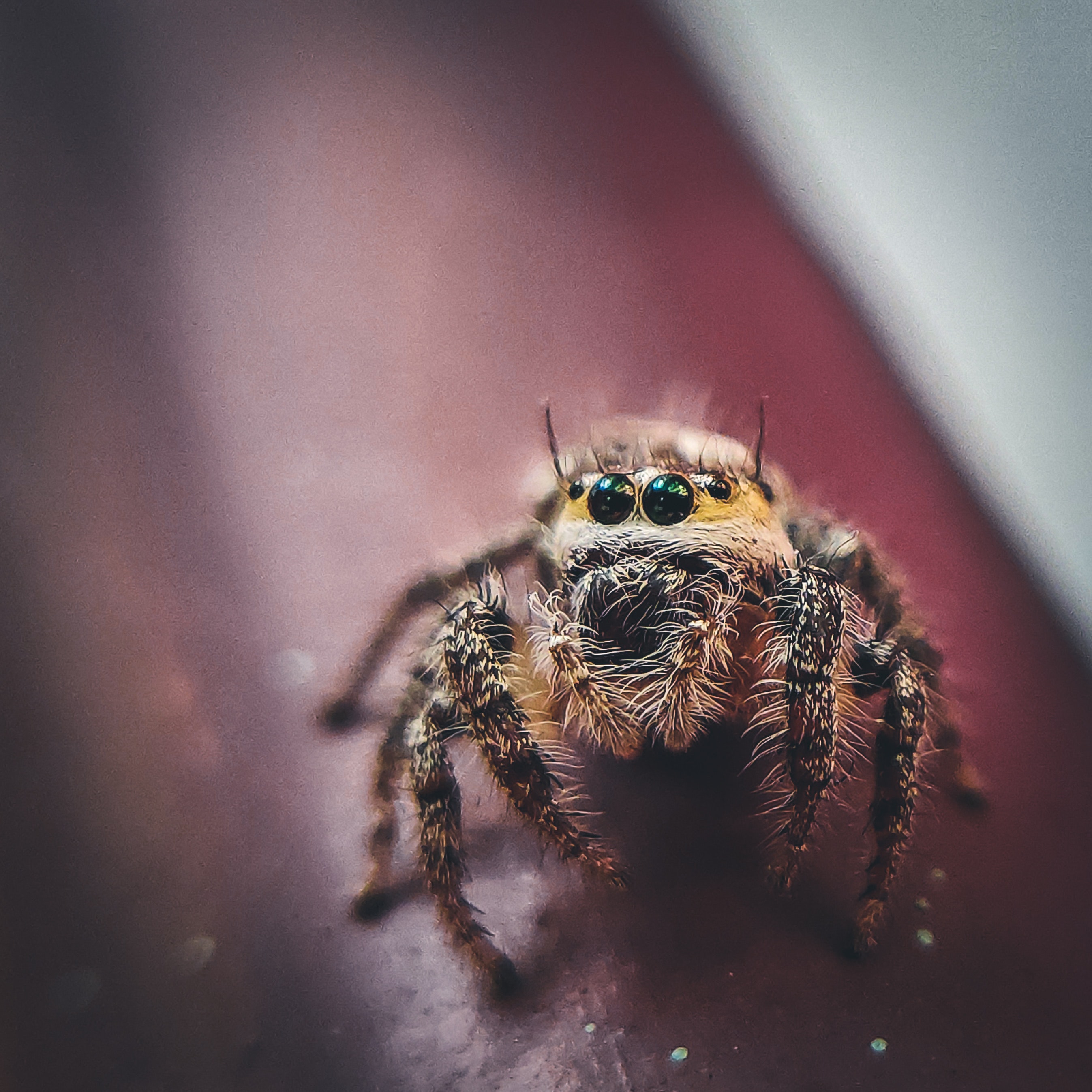 5,000+ Best Jumping Spider Photos · 100% Free Download · Pexels Stock Photos