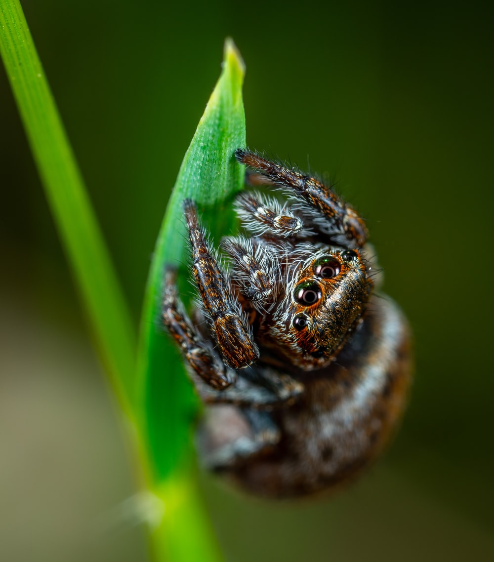 Jumping Spider Pictures