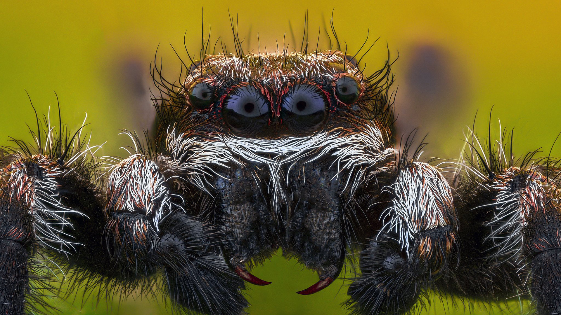 Closeup View Of Black Jumping Spider In Blur Green Backgrounds HD Spider Wallpapers