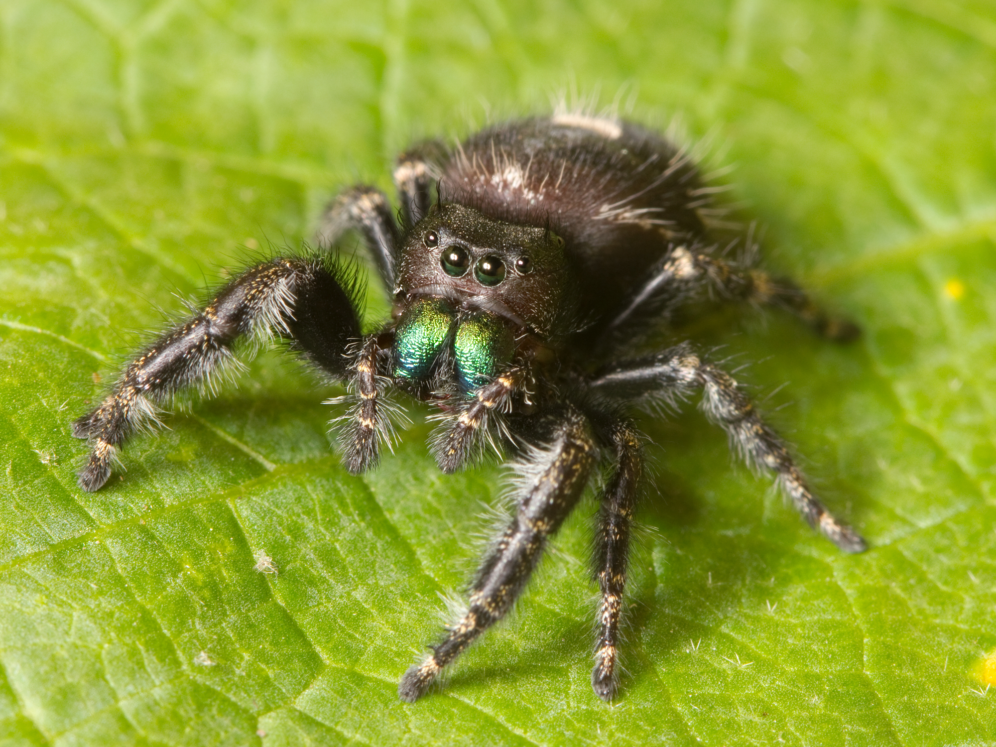 Bold Jumping Spiders