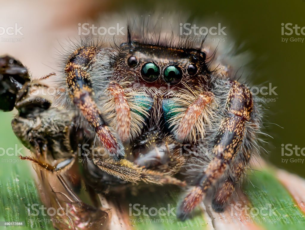 Black Jumping Spider With Shiny Green Mouth Eats Wasp Stock Photo