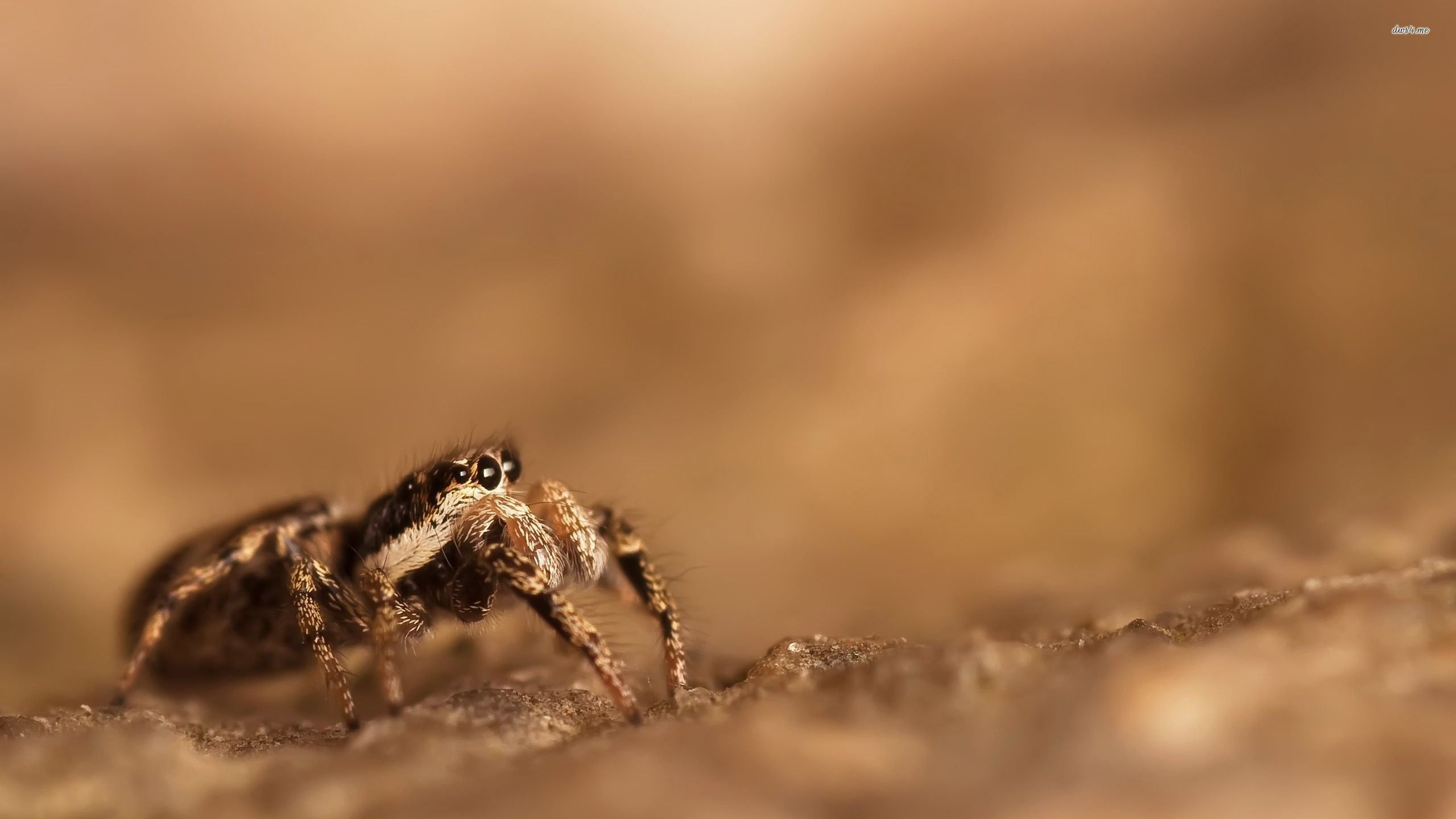 Jumping spider wallpapers