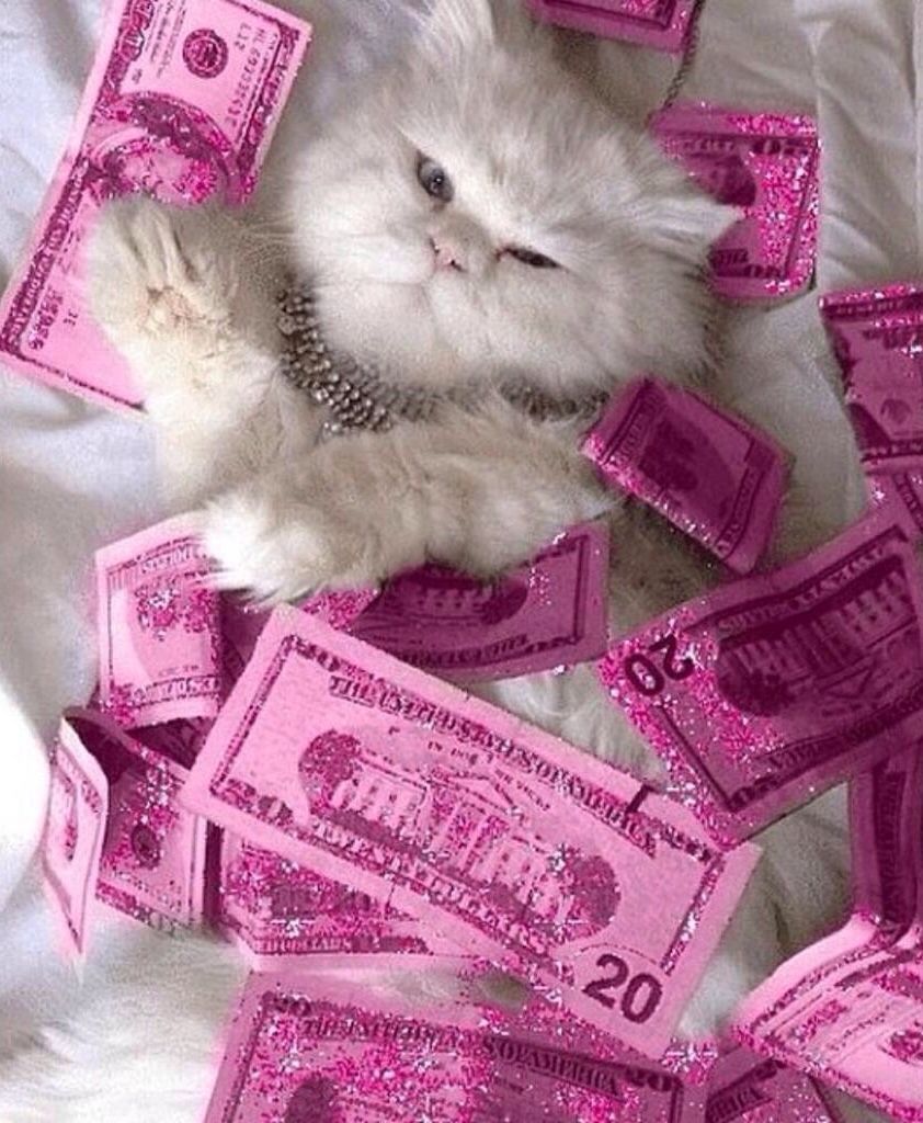 Money Cat Wallpaper, HD Money Cat Background on WallpaperBat