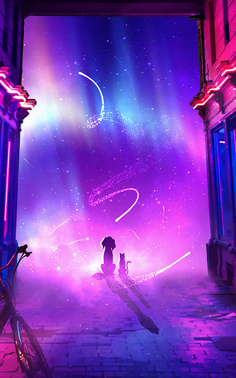 Dog Cat Looking At Shooting Stars 4k Nexus 7, Samsung Galaxy Tab 10, Note Android Tablets HD 4k Wallpaper, Image, Background, Photo and Picture