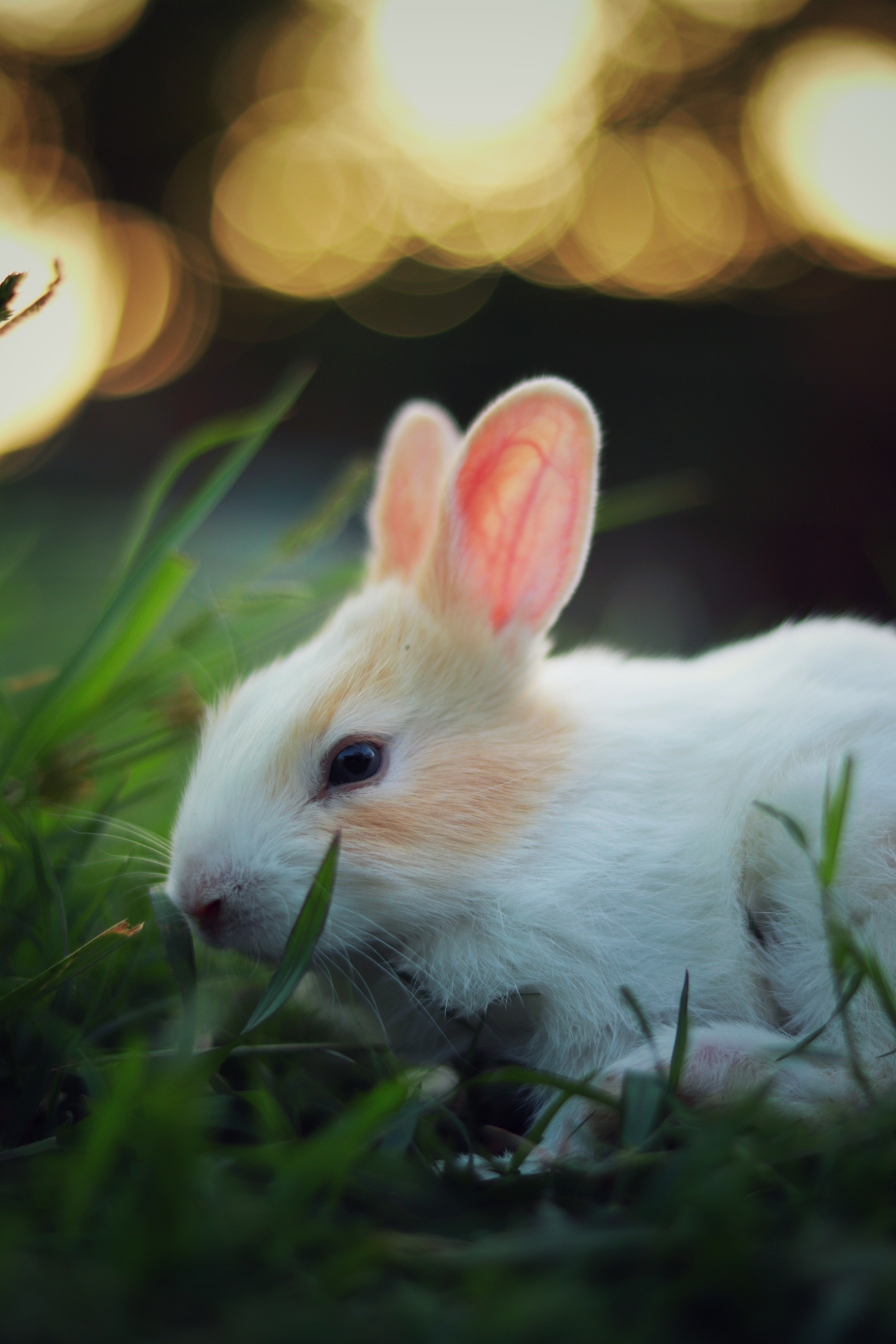 Rabbit HD Wallpapers 31755 - Baltana