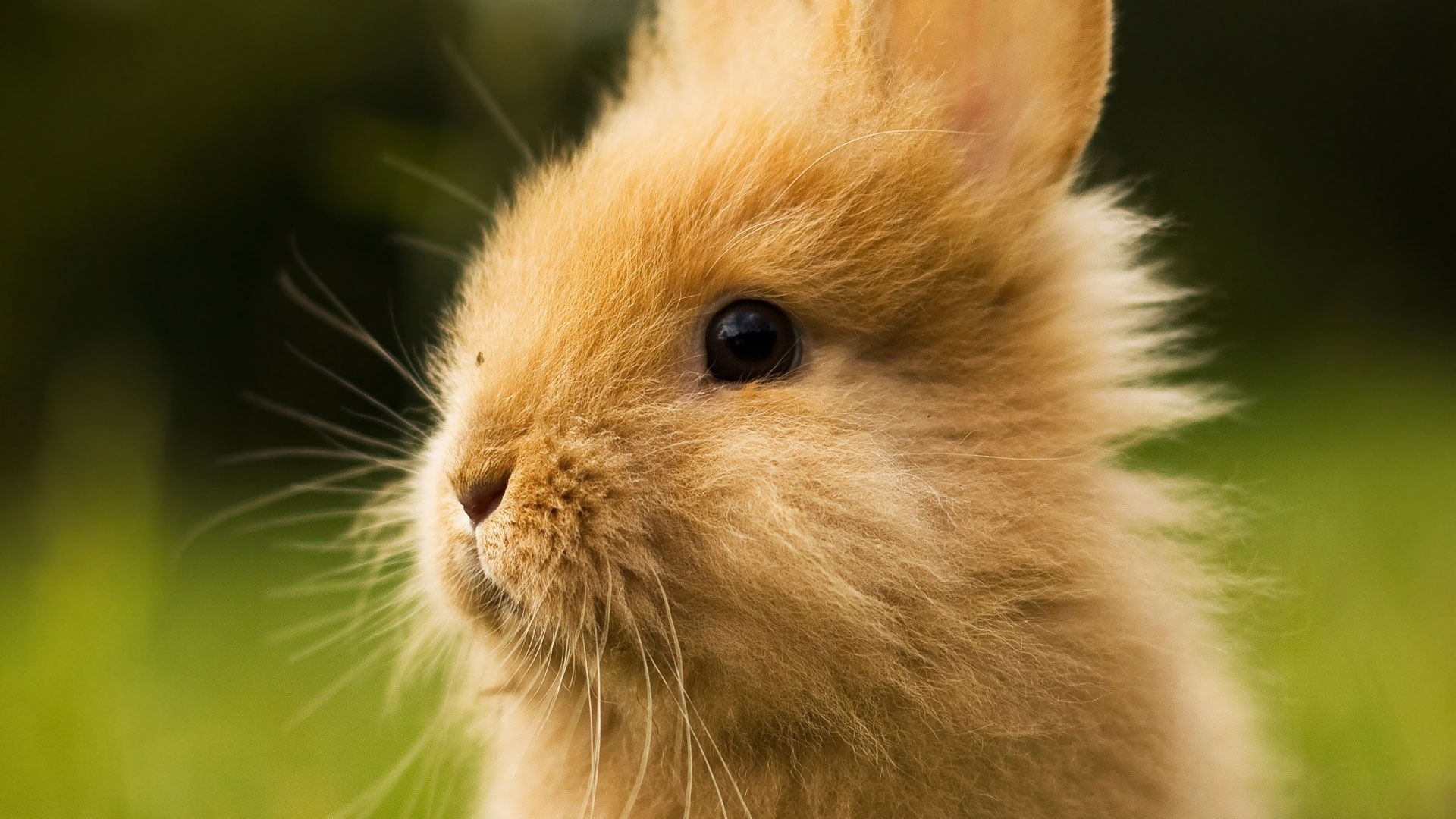 Cute Rabbit Wallpaper