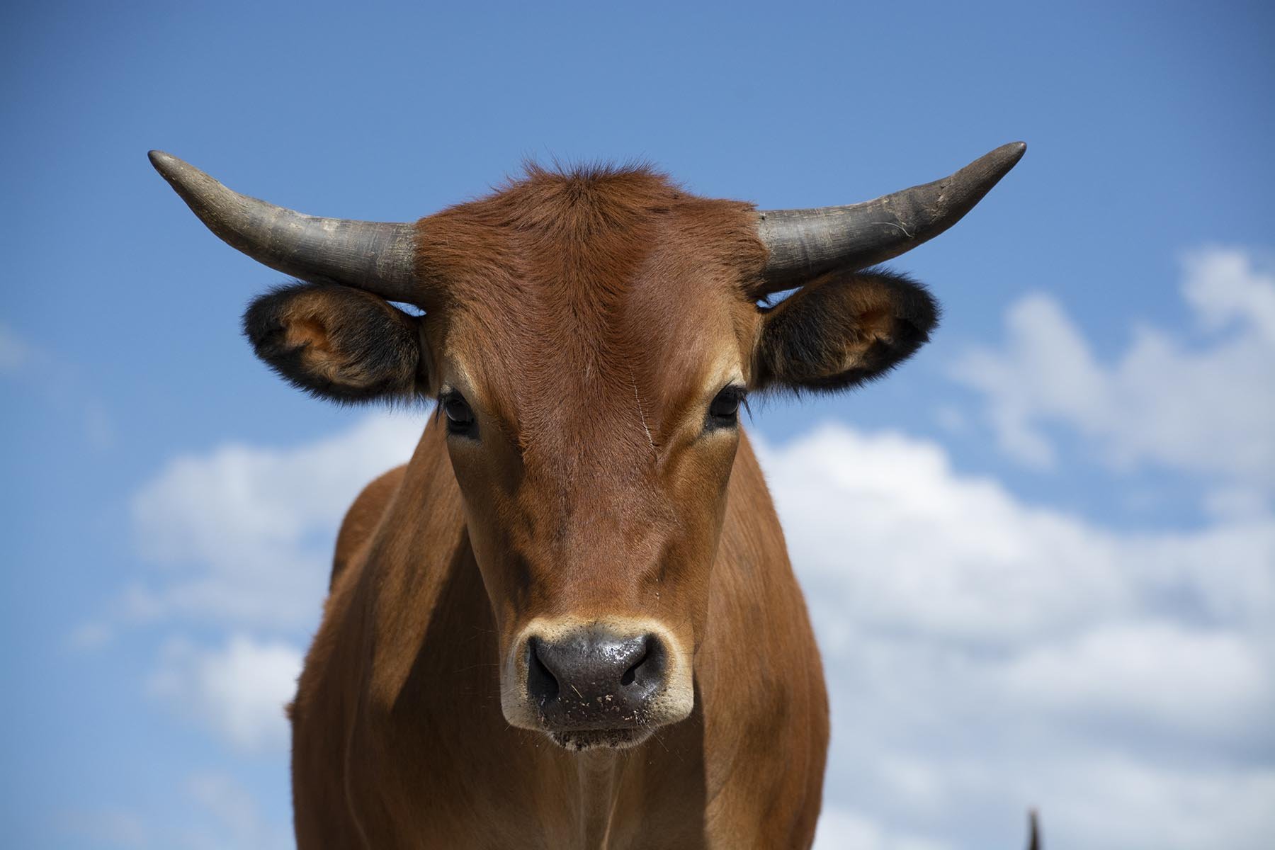 short horn cow featuring cow, cows, and cattle. Animal Creative Market
