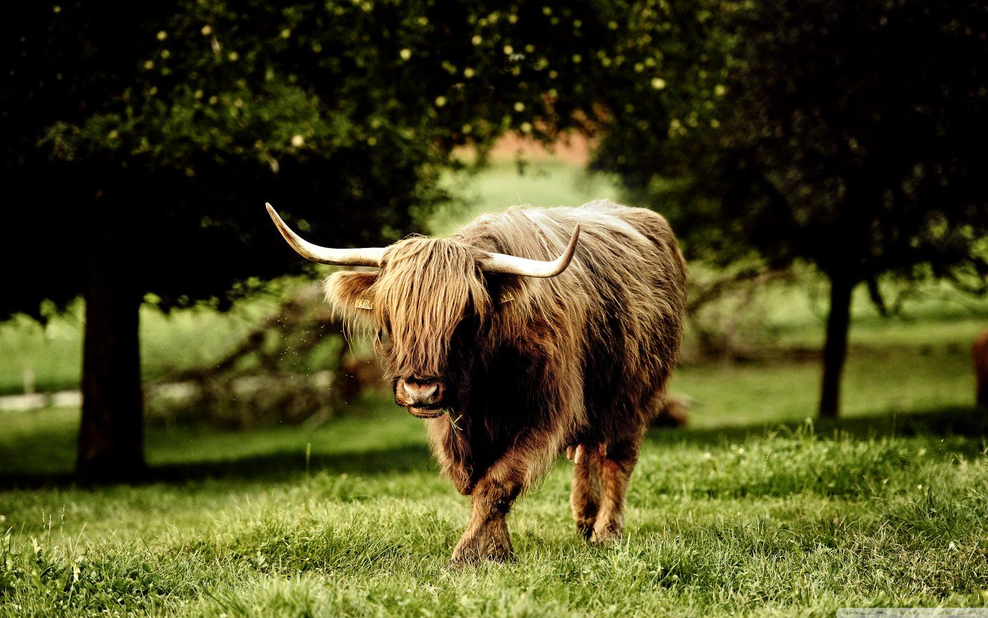 Marg S on Twitter. Animal wallpaper, Cow wallpaper, Cow