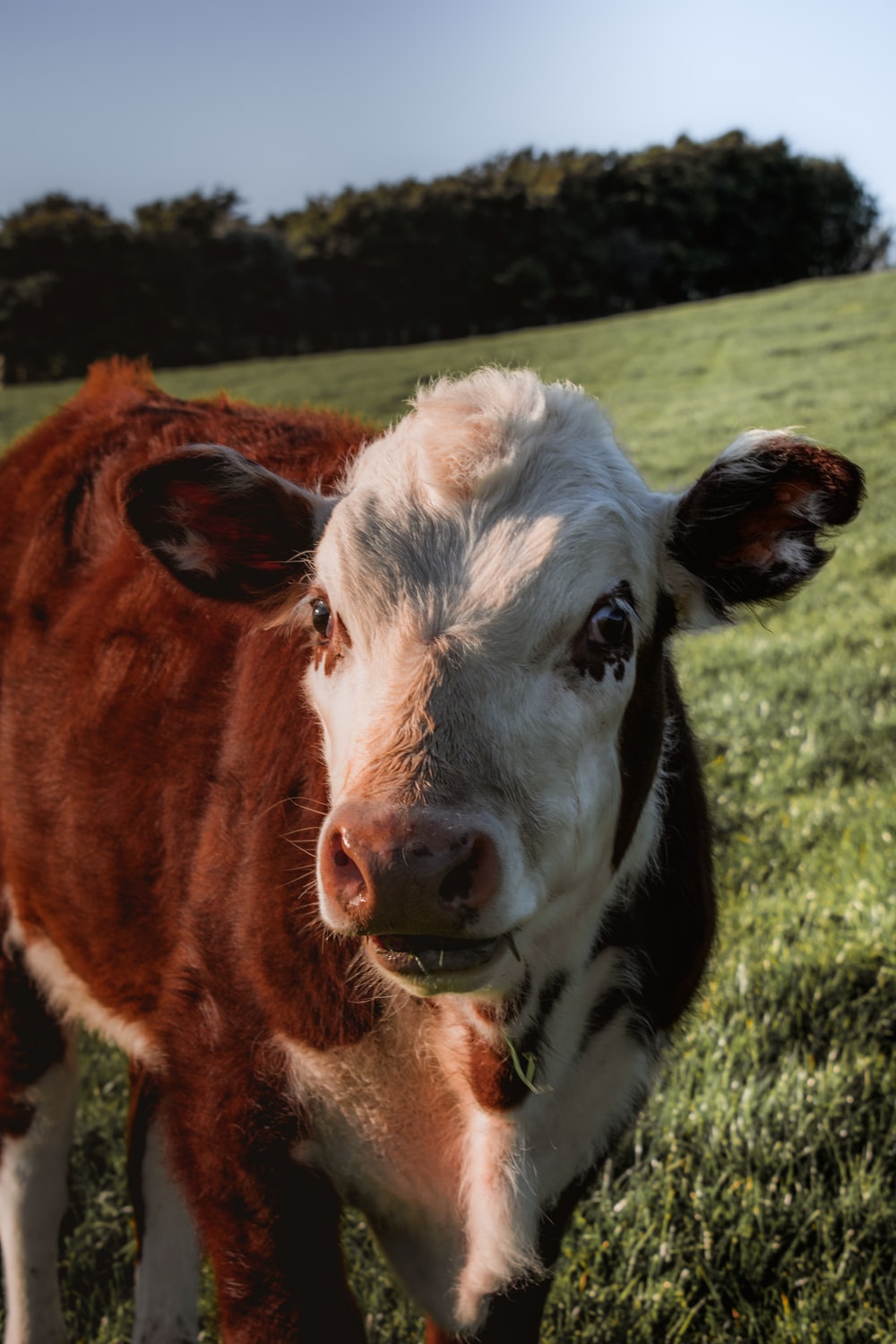 brown and white cow on green grass field during daytime photo
