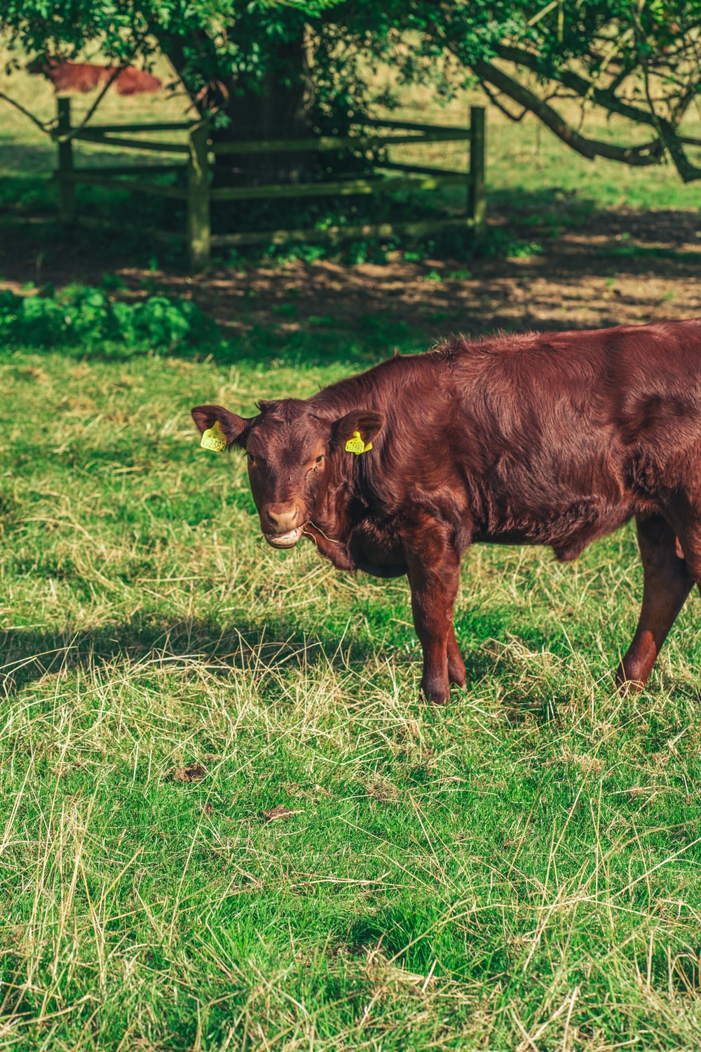 brown cow on green grass field during daytime photo