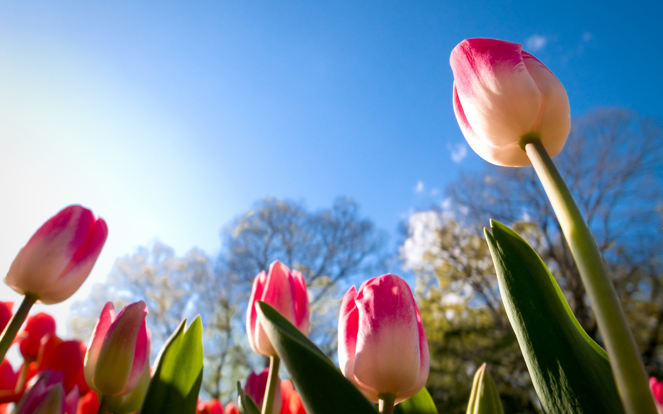 Tulips sunny day Photo HD Wallpaper