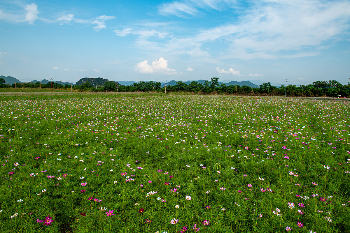 Gesanghuahai Under The Sunny Day Picture And HD Photo. Free Download On Lovepik