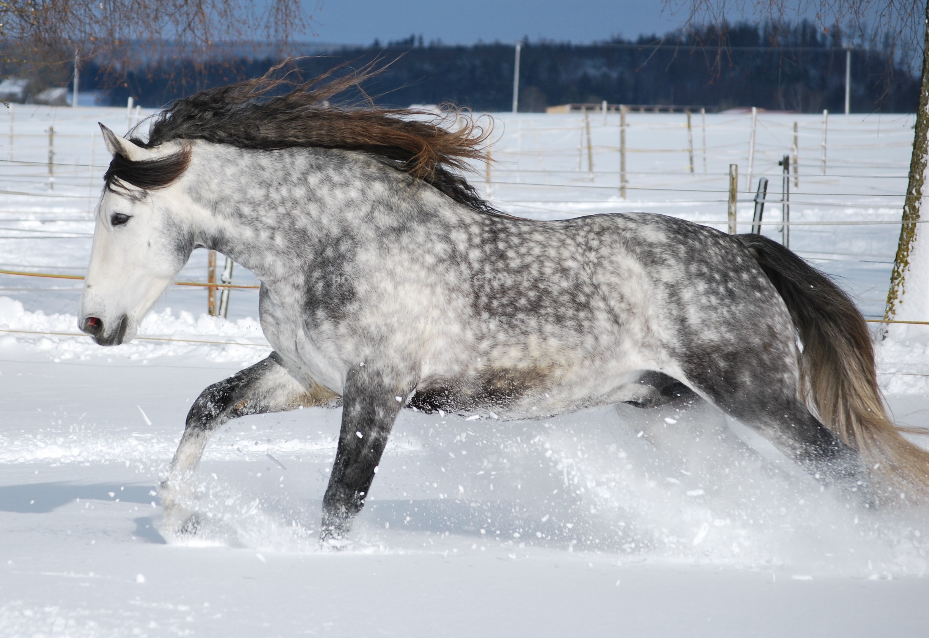 Dapple Grey horse, A new felted sculpture I just completed.…