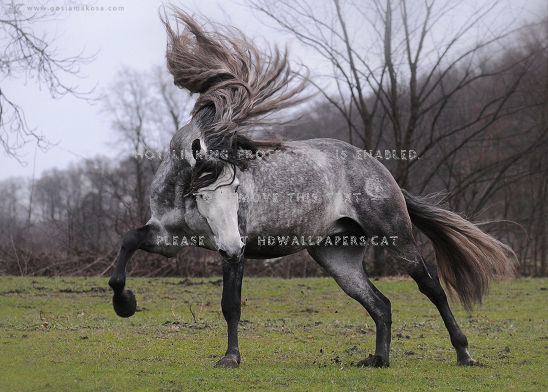 dapple grey beauty horses spanish animals