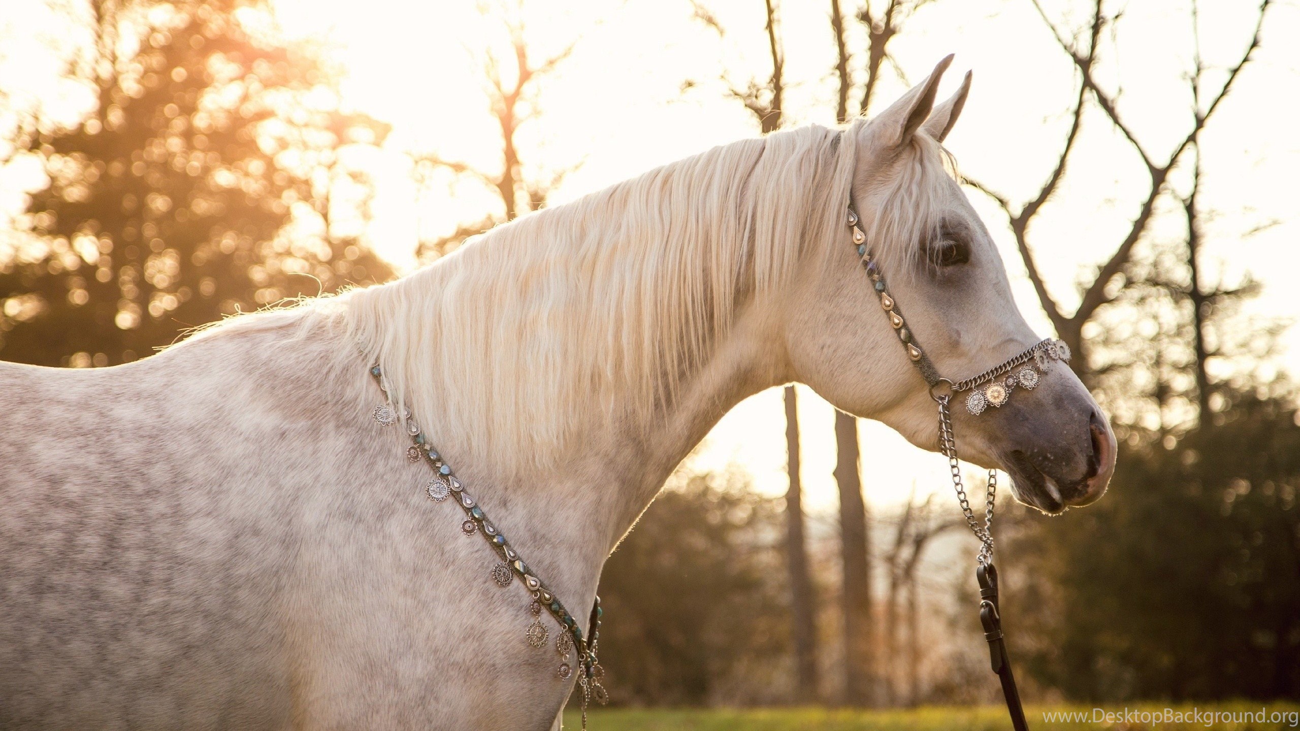 Horses: Dapple Gray Arabian Horses Background Image For HD 16:9. Desktop Background