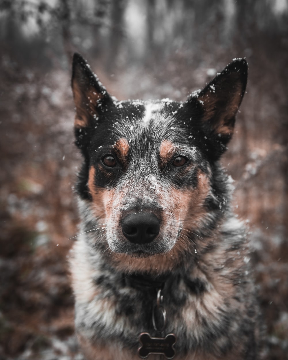 Cattle Dog Picture. Download Free Image