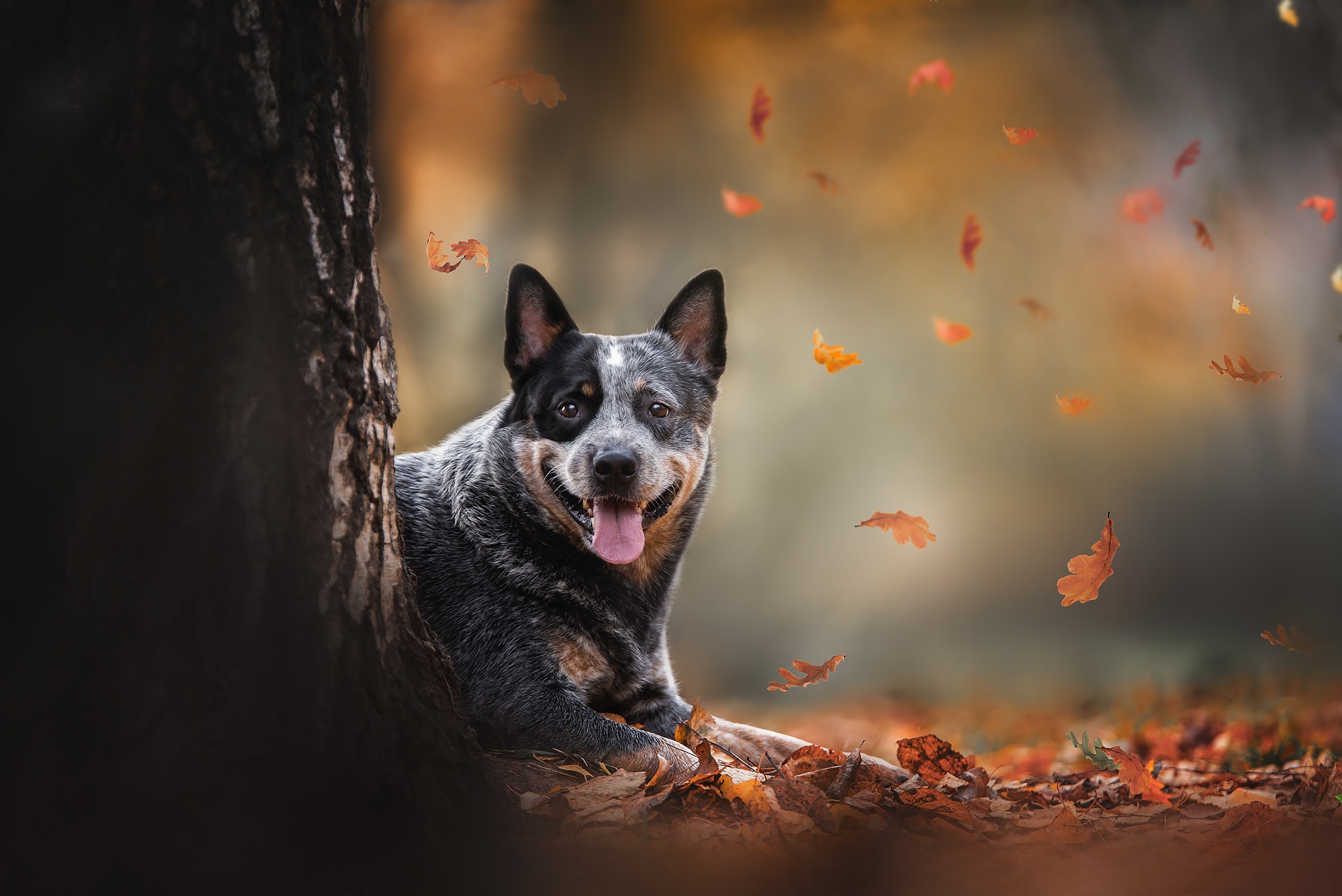 Australian Cattle Dog Wallpaper