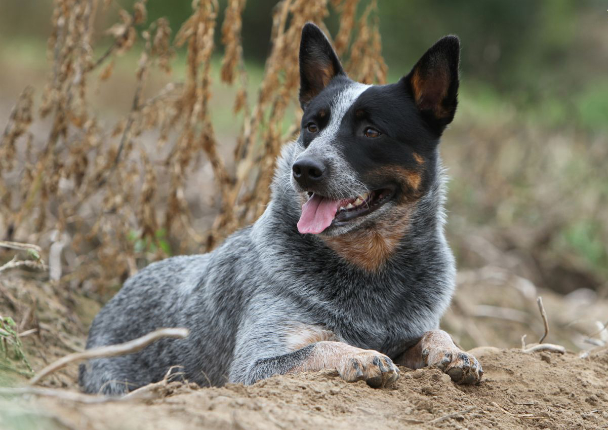 Australian Cattle Dog. Australian Dog Lover