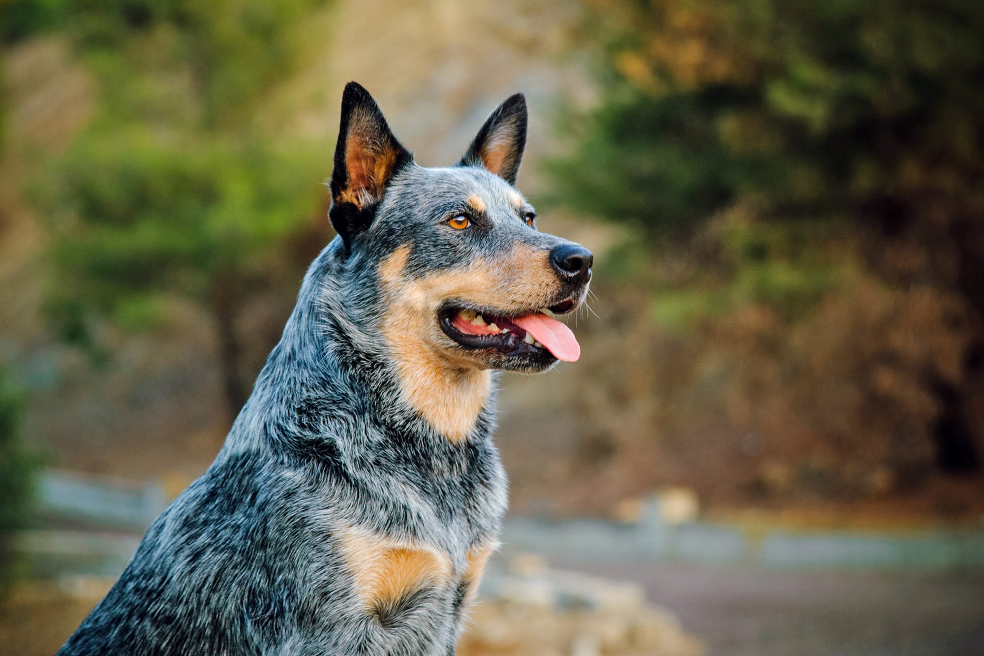 Australian Cattle Dog Breed Information & Characteristics
