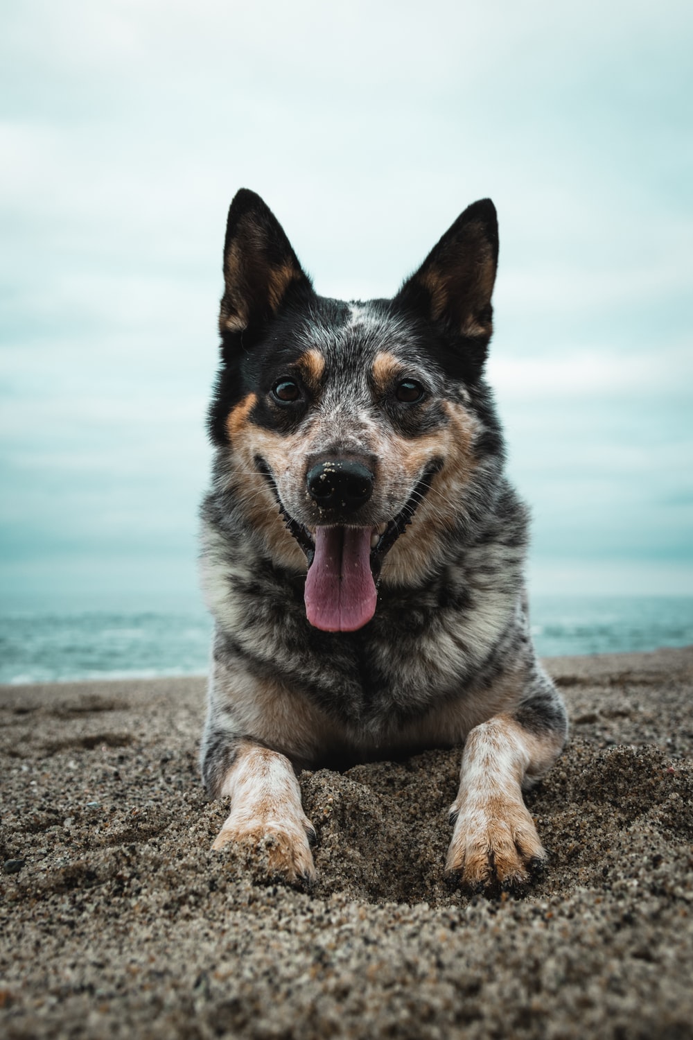 Australian Cattle Dog Picture. Download Free Image