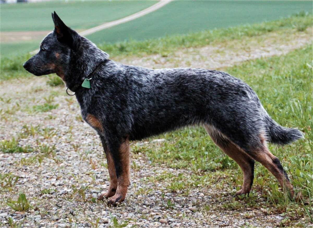Australian Cattle Dog Breed Information, Picture, & More