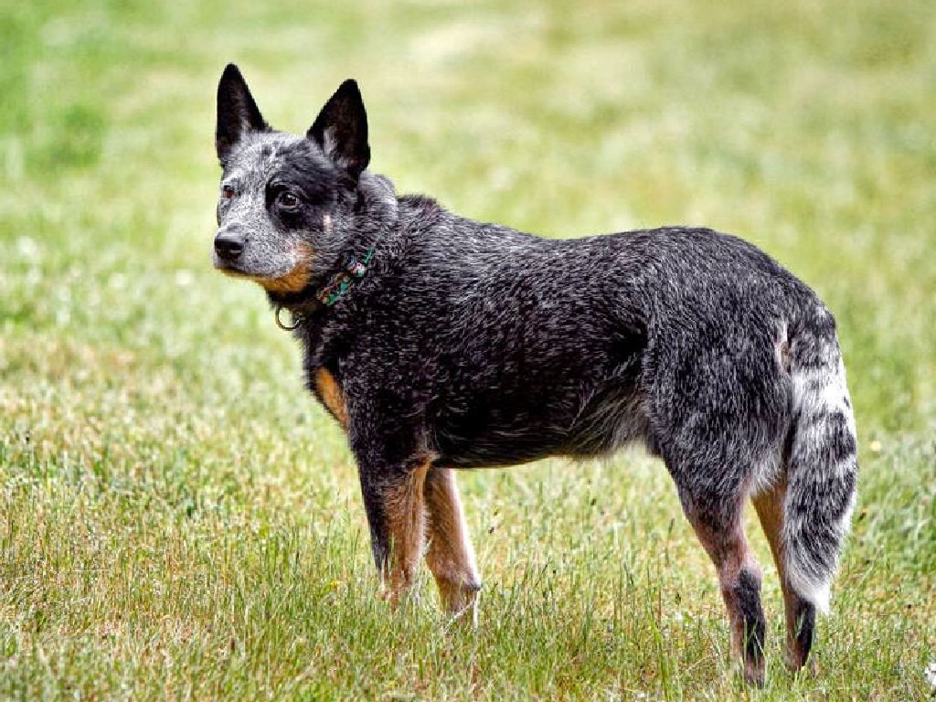 Australian Stumpy Tail Cattle Dog, Picture, Price, Diet, Information, Temperament