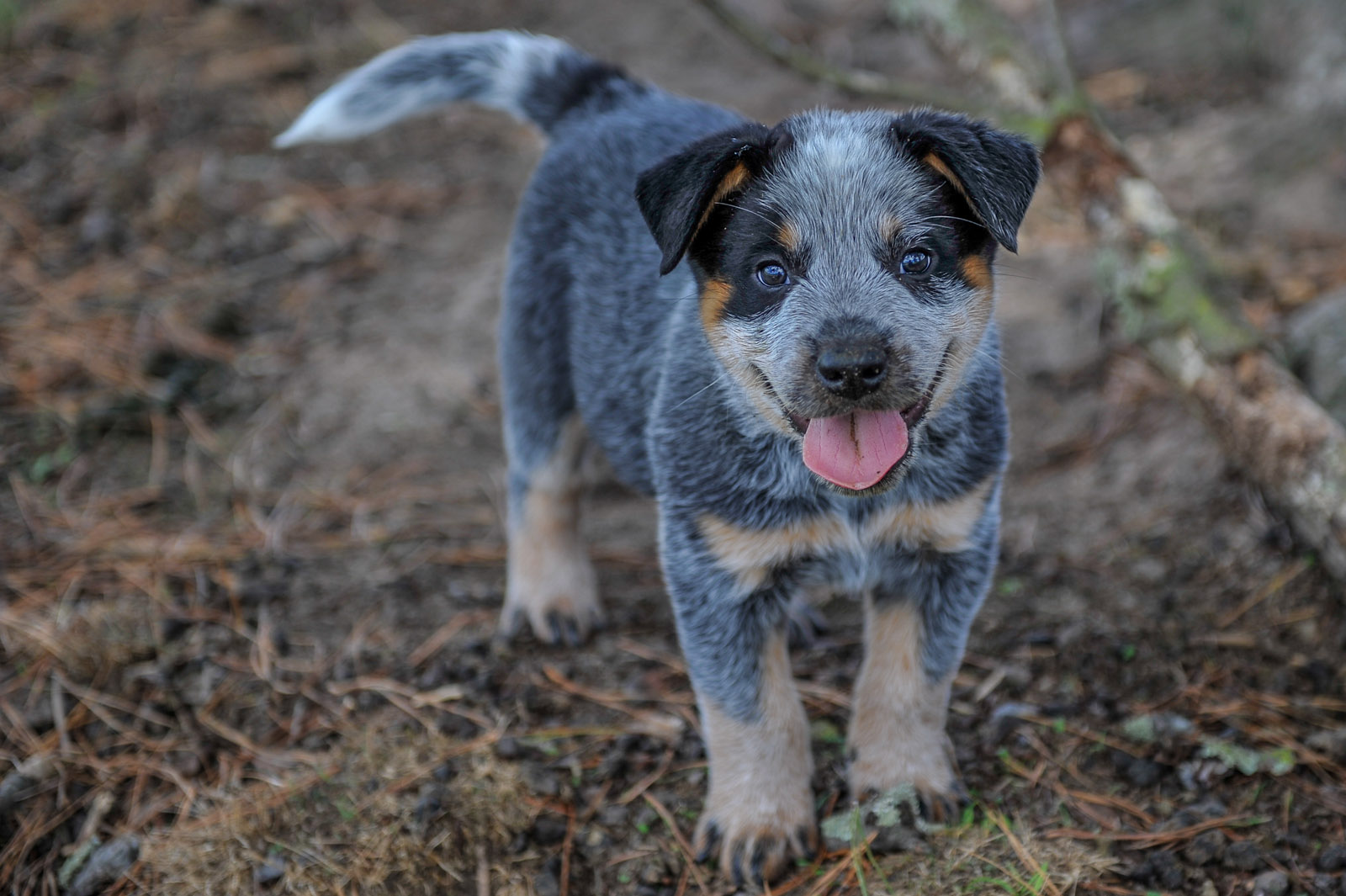 American Cattle Dog Wallpapers - Wallpaper Cave