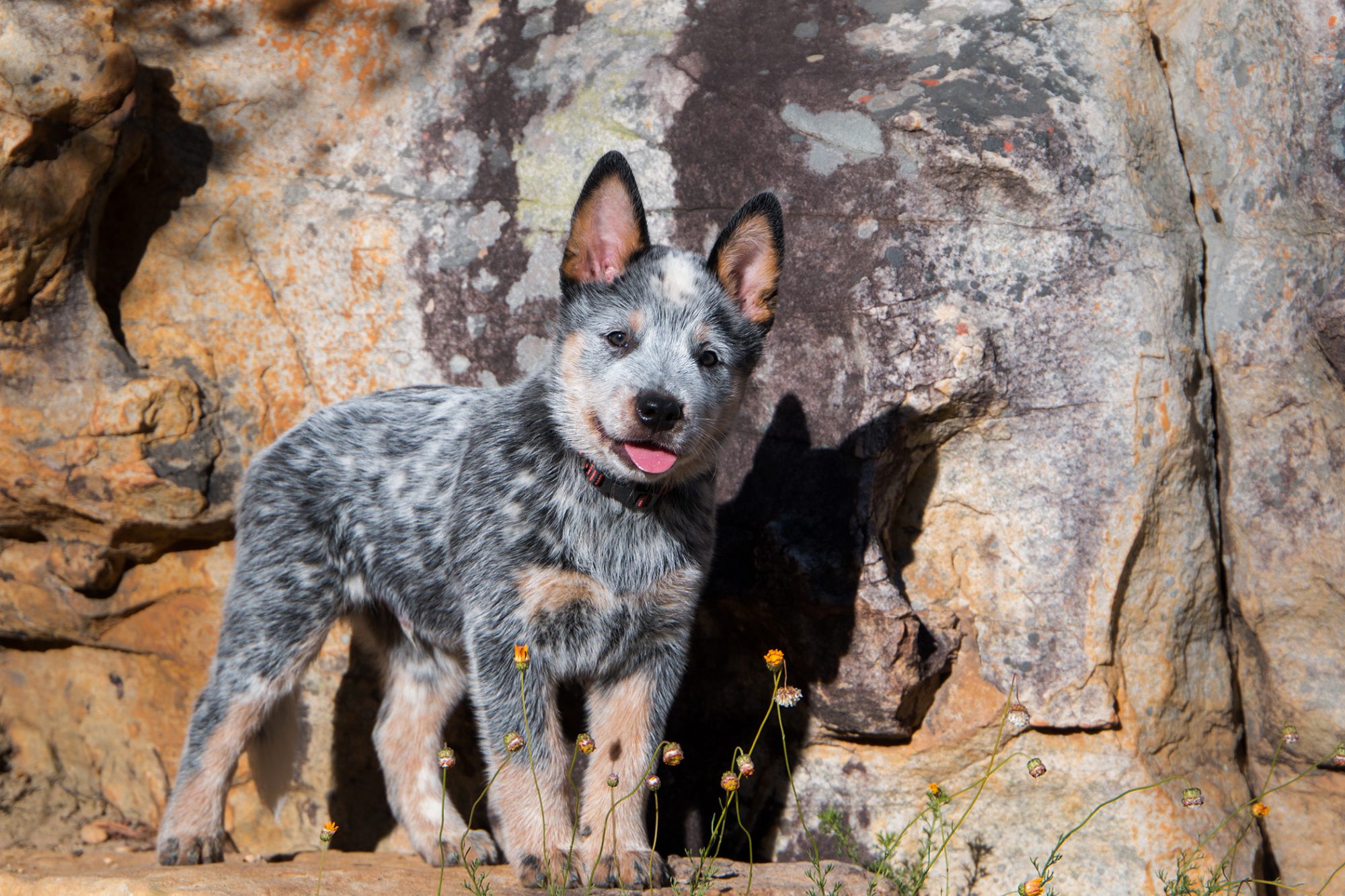 Australian Cattle Dog Breed Information & Characteristics