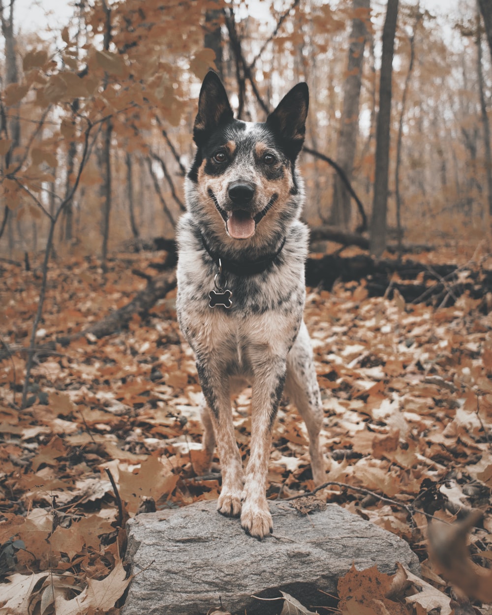 Australian Cattle Dog Picture. Download Free Image