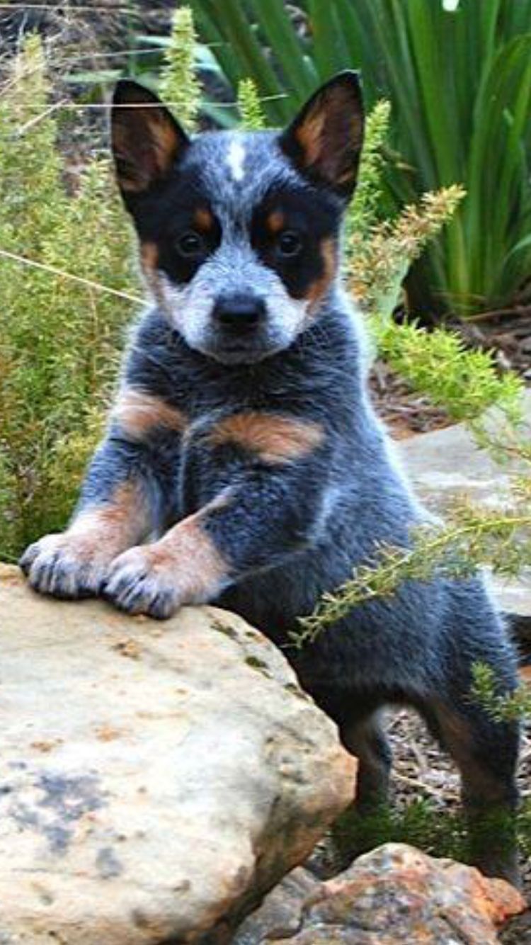 Blue Heeler Cattle Dog for their Intelligence, Loyalty, Courage, Alertness & Protecti. Heeler puppies, Cattle dogs rule, Aussie cattle dog