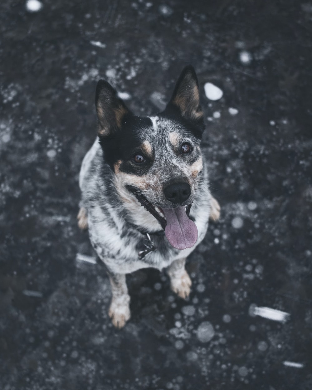 Australian Cattle Dog Picture. Download Free Image