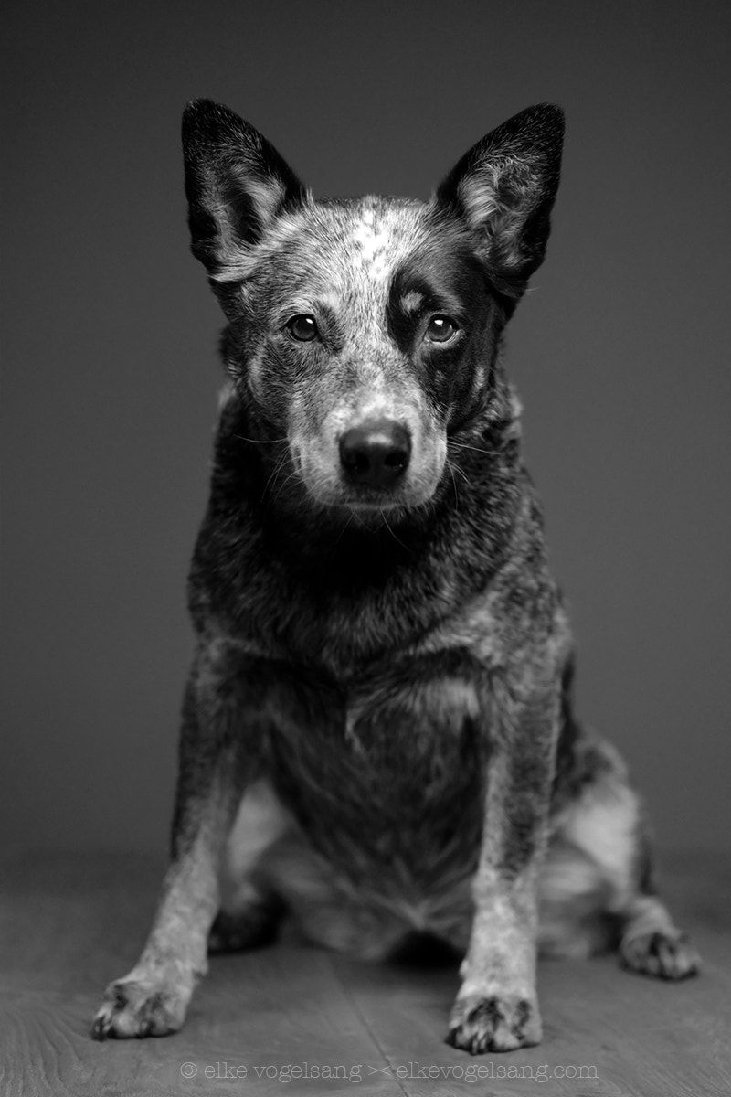 Cattle dog Phoebe a model database of more than 100 dogs and cats I offer commercial and edito. Blue heeler dogs, Aussie cattle dog, Austrailian cattle dog