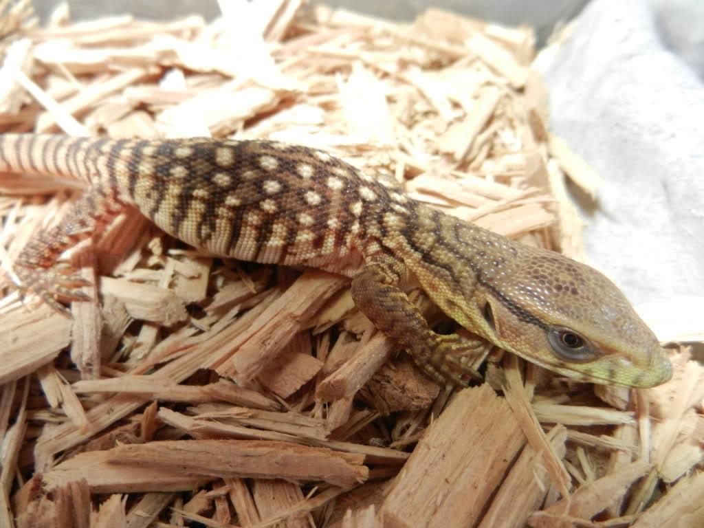 Savannah Monitor Wallpaper HD Download