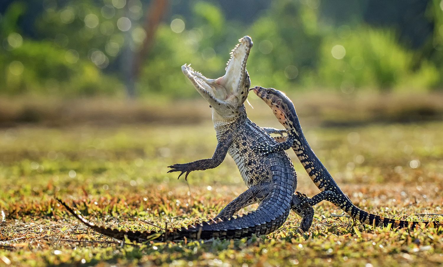 Monitor Lizard wallpaper, Animal, HQ Monitor Lizard pictureK Wallpaper 2019