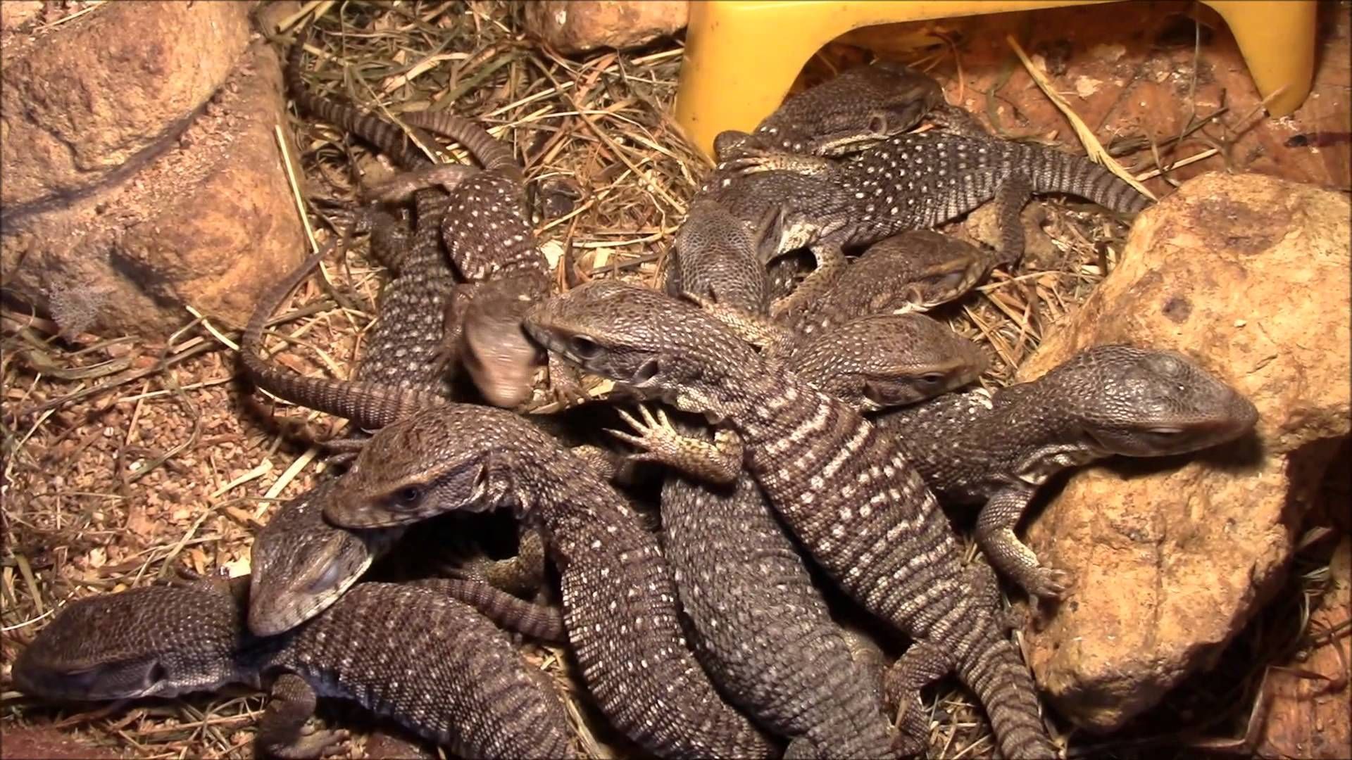 Waran Stepowy ( Varanus exanthematicus )łode. Savannah monitor, Monitor lizard, Lizard