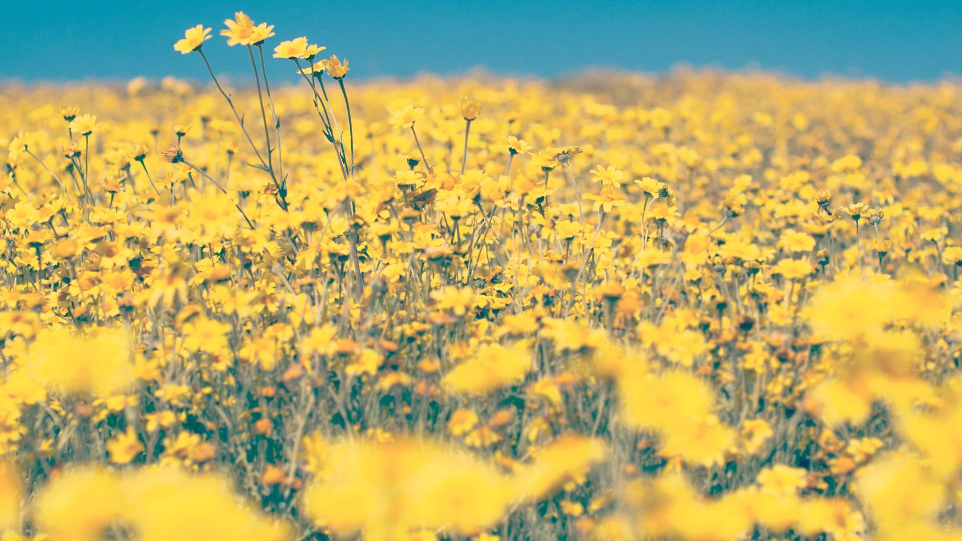 Yellow Dandelion Wallpaper Free Yellow Dandelion Background