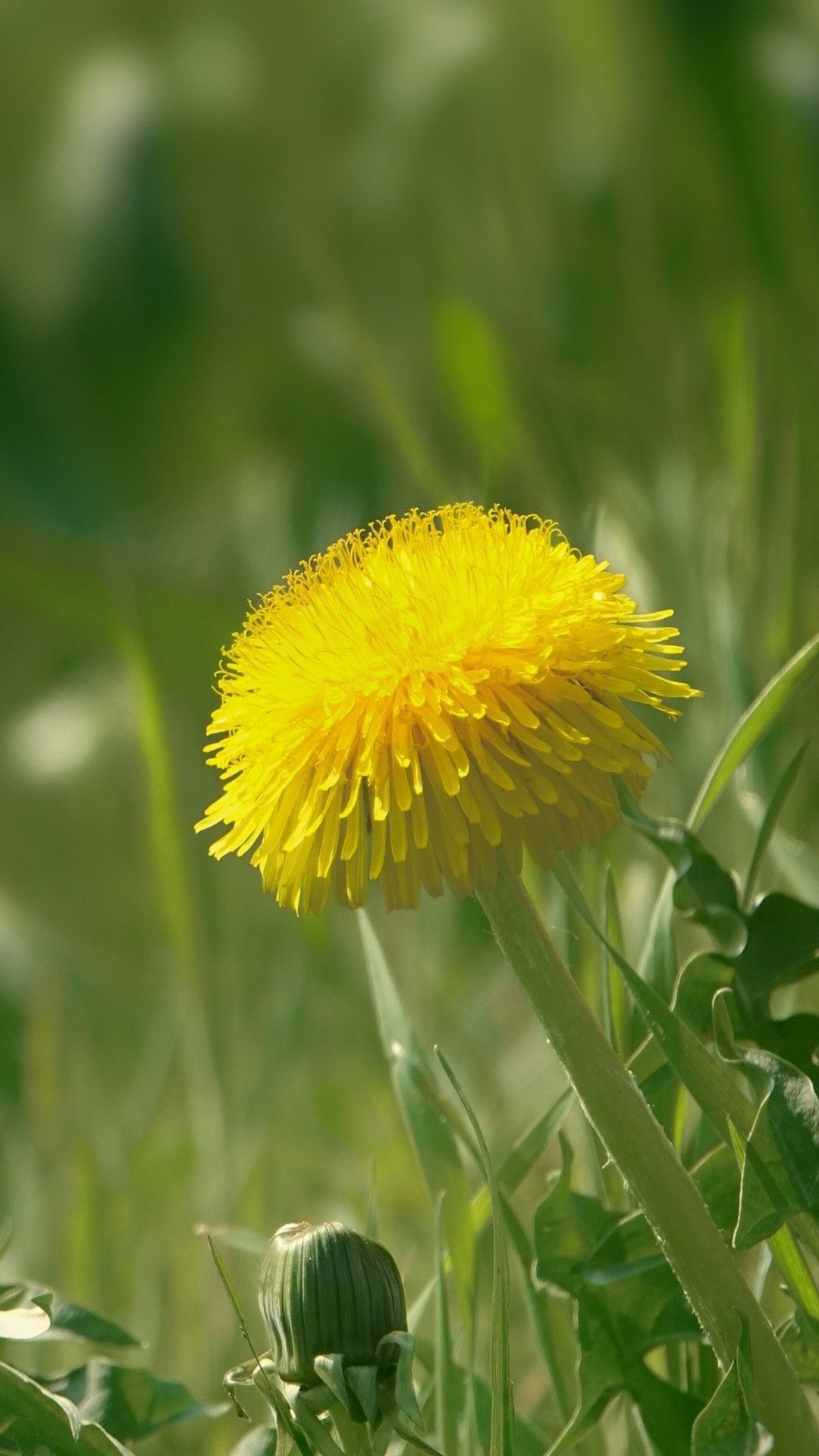 Yellow Dandelion Wallpaper Free Yellow Dandelion Background