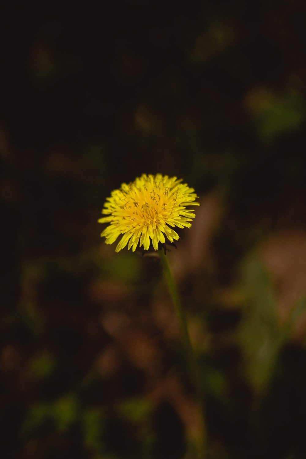 yellow dandelion in close up photography photo