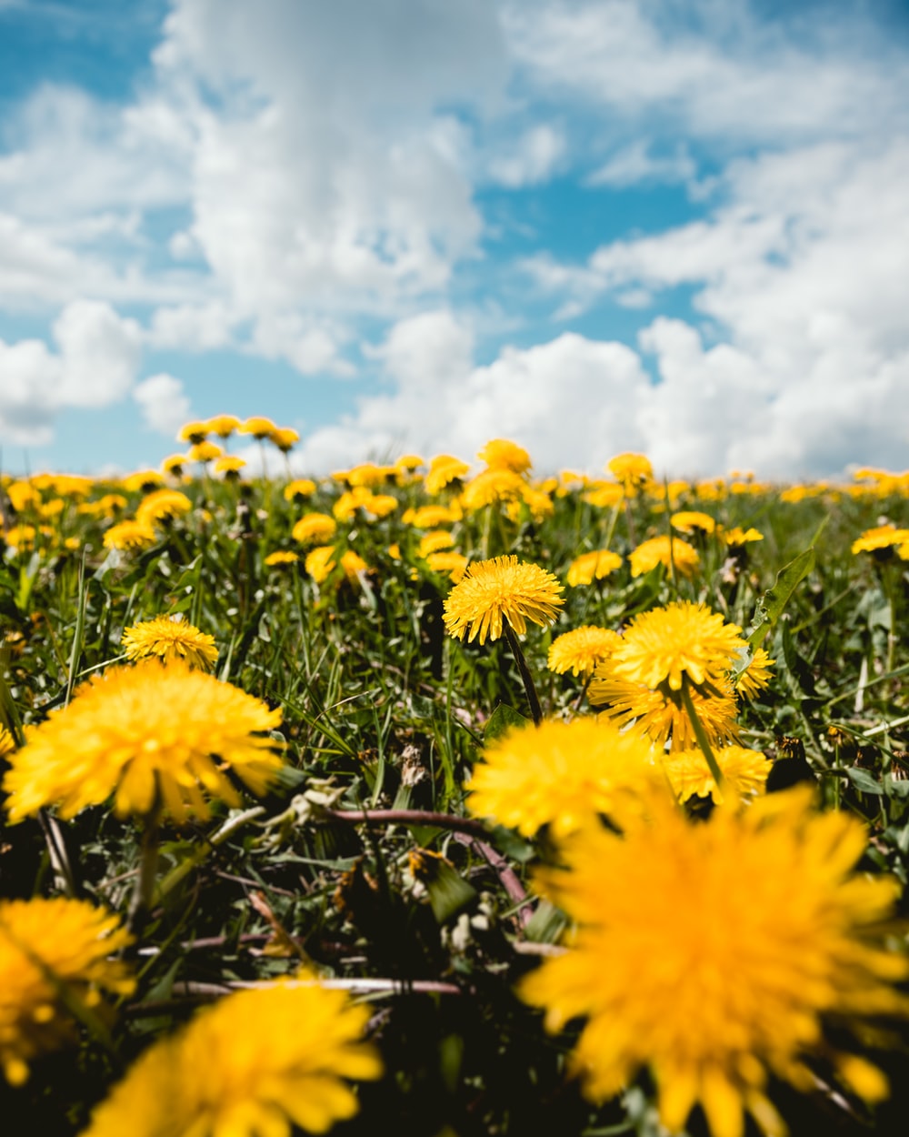 Dandelion Picture. Download Free Image